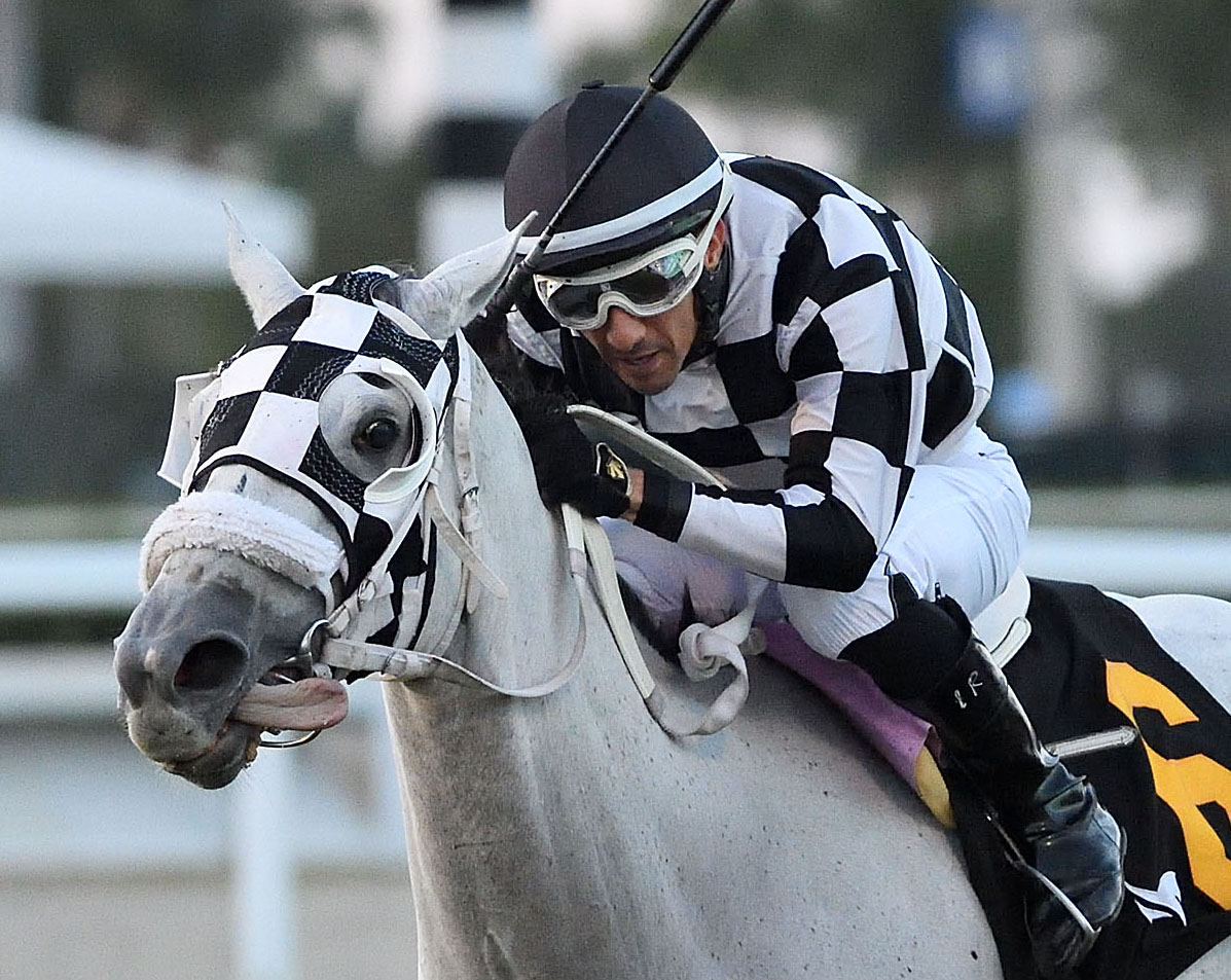 Closely cropped headshot of Florida-bred Thoroughbred Lord Eddard Stark and jockey Leonel Reyes rocketing to the wire at Gulfstream Park, winning the 2024 H. Allen Jerkens Handicap at an astonishing 60-1. (Photo: ©Ryan Thompson)