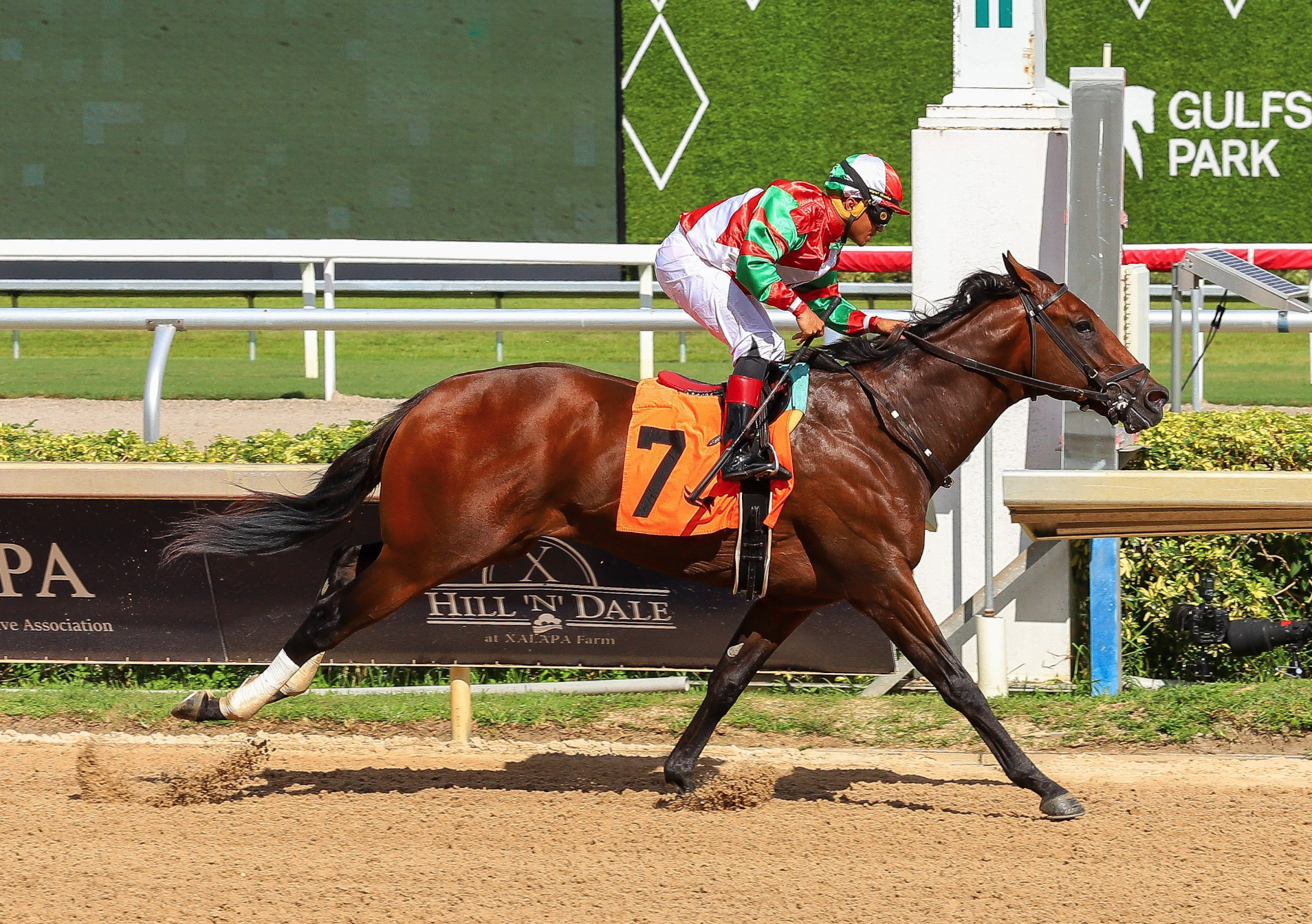 Florida-bred Thoroughbred Mane Affair and jockey Miguel Vásquez gallop to the wire at Gulfstream Park to win a Maiden Optional Claiming on September 26, 2026. (Photo: ©Ryan Thompson)