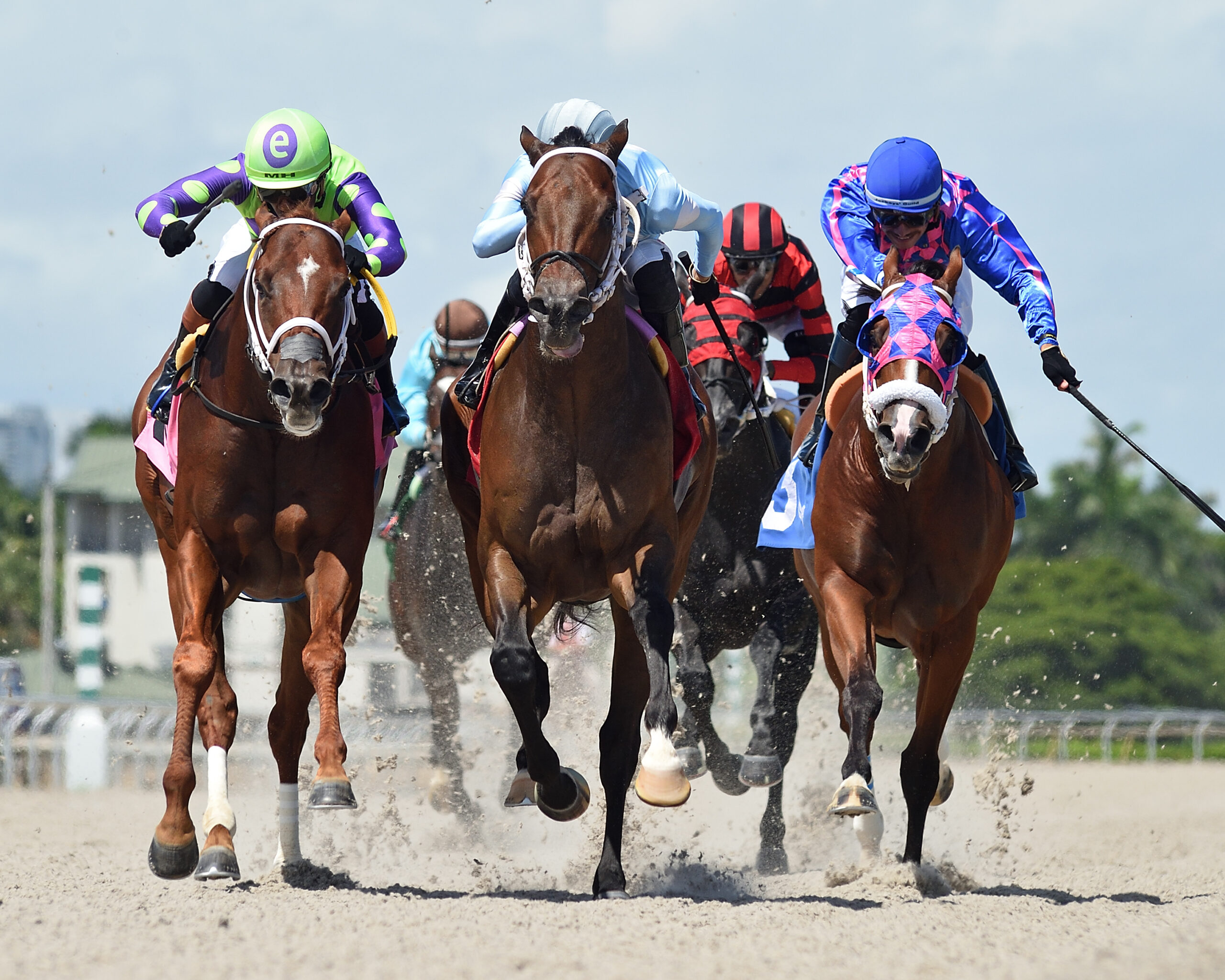 Florida-bred Thoroughbred Mattingly and jockey Juan Hernandez gallop straight at the camera, flanked on both sides by their competition. Fellow Florida-bred Esperon runs on the inside while Thought Control applies pressure on the outside. Mattingly and Hernandez passed them to take the lead, winning the 2026 Bob Umphrey Turf Sprint at Gulfstream Park. (Photo: ©Ryan Thompson)