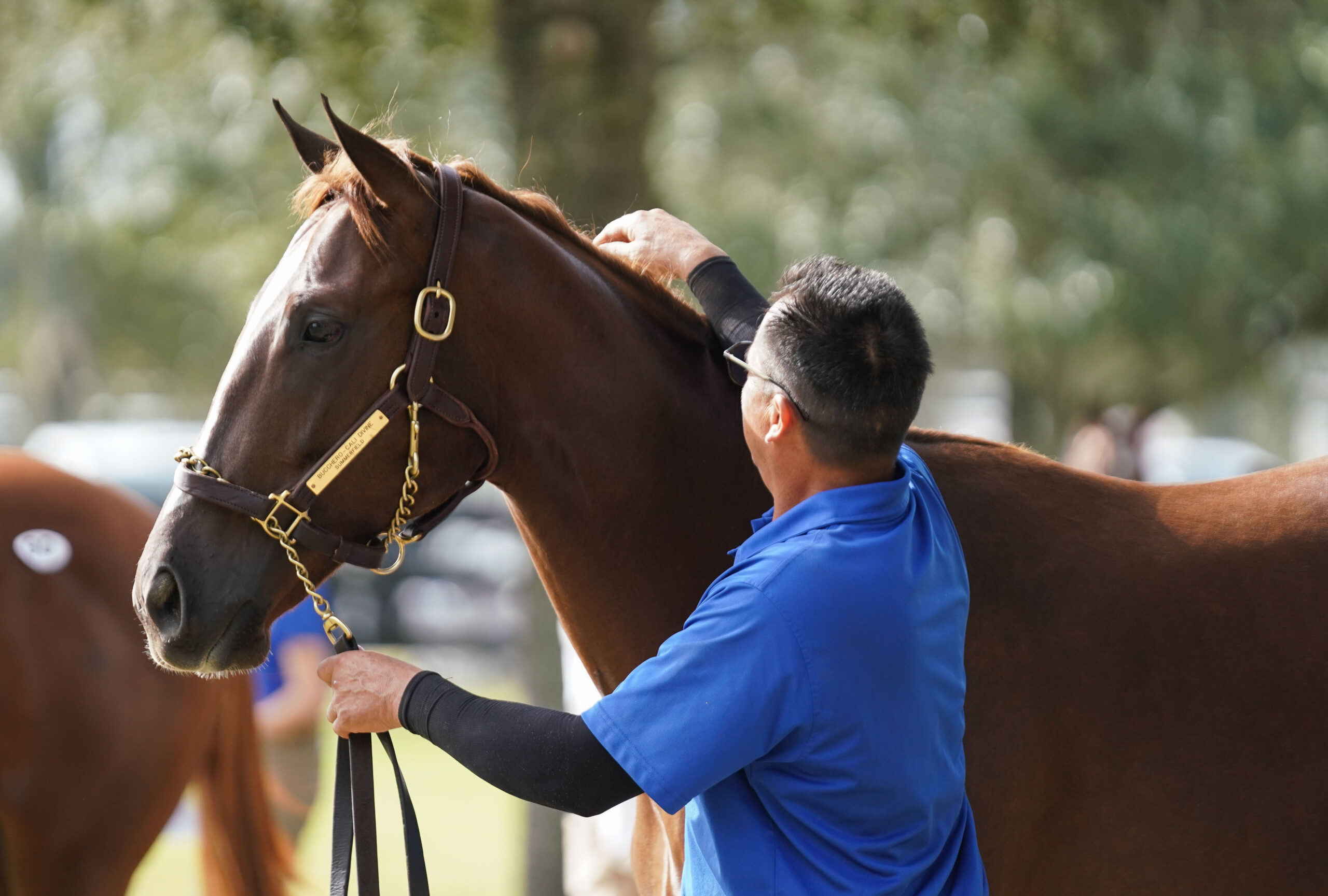A quiet moment amidst the bustle of the OBS Sale grounds. A groom reaches up to smooth the mane down of the Thoroughbred they are leading, while the horse watches other horses be walked by with pricked ears. (Photo: ©OBS/VidHorse)