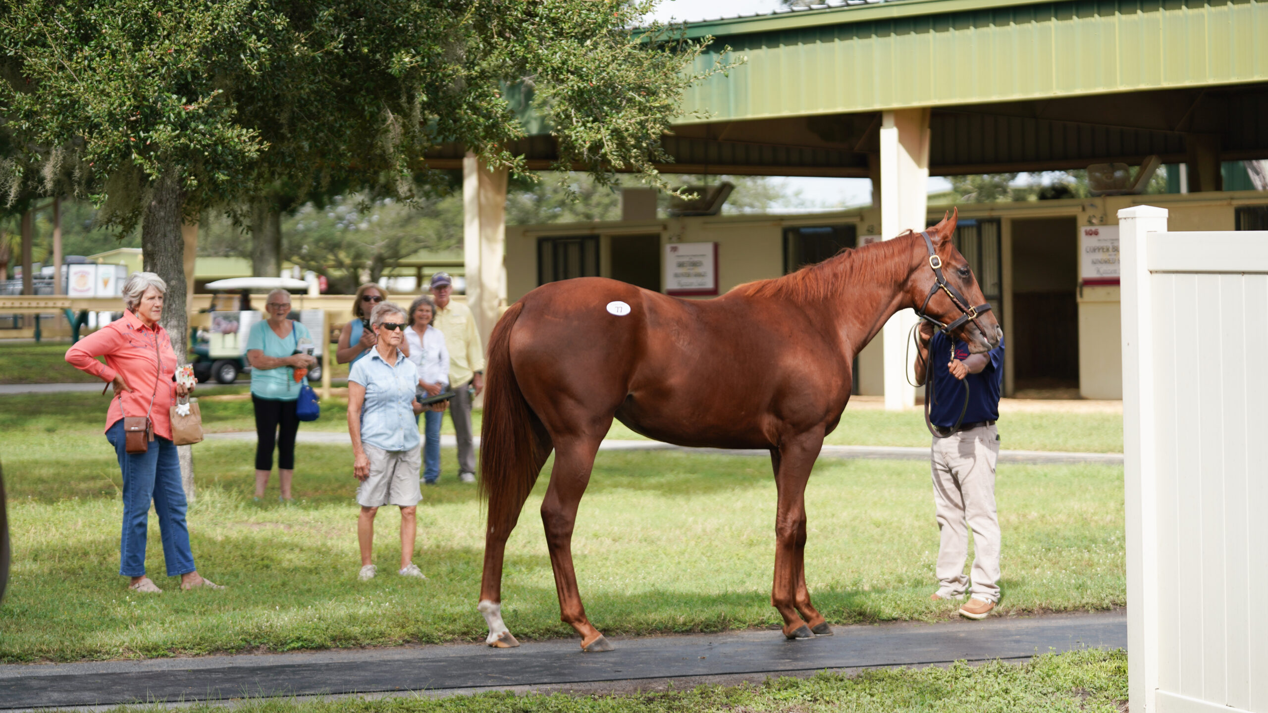 A group of people observe a young chestnut Thoroughbred, standing patiently with their handler by the barns on the OBS Sales’ grounds. (Photo: ©OBS/VidHorse)
