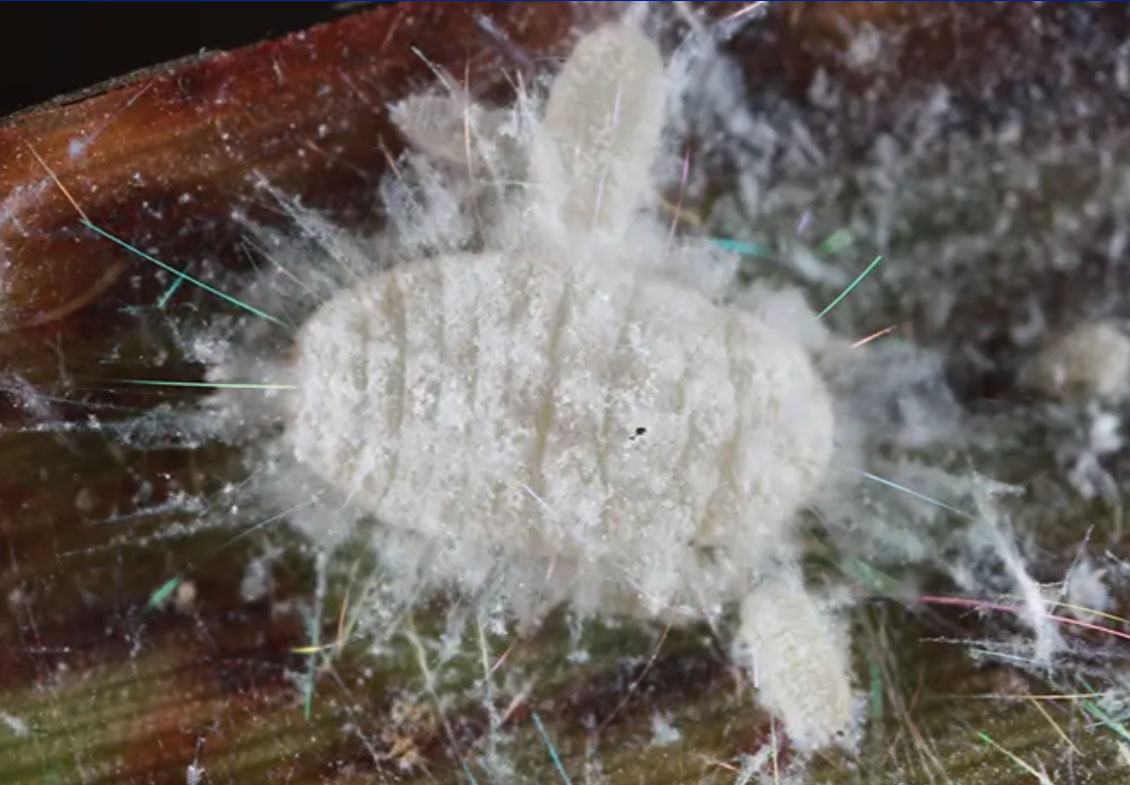Photo of a pasture mealybug. The bug is small and white, with a segmented, oval-shaped body. The mealybug almost appears fluffy due to being covered in a wool-like substance, with long rods of wax protruding from the body. (©UF/IFAS Extension)