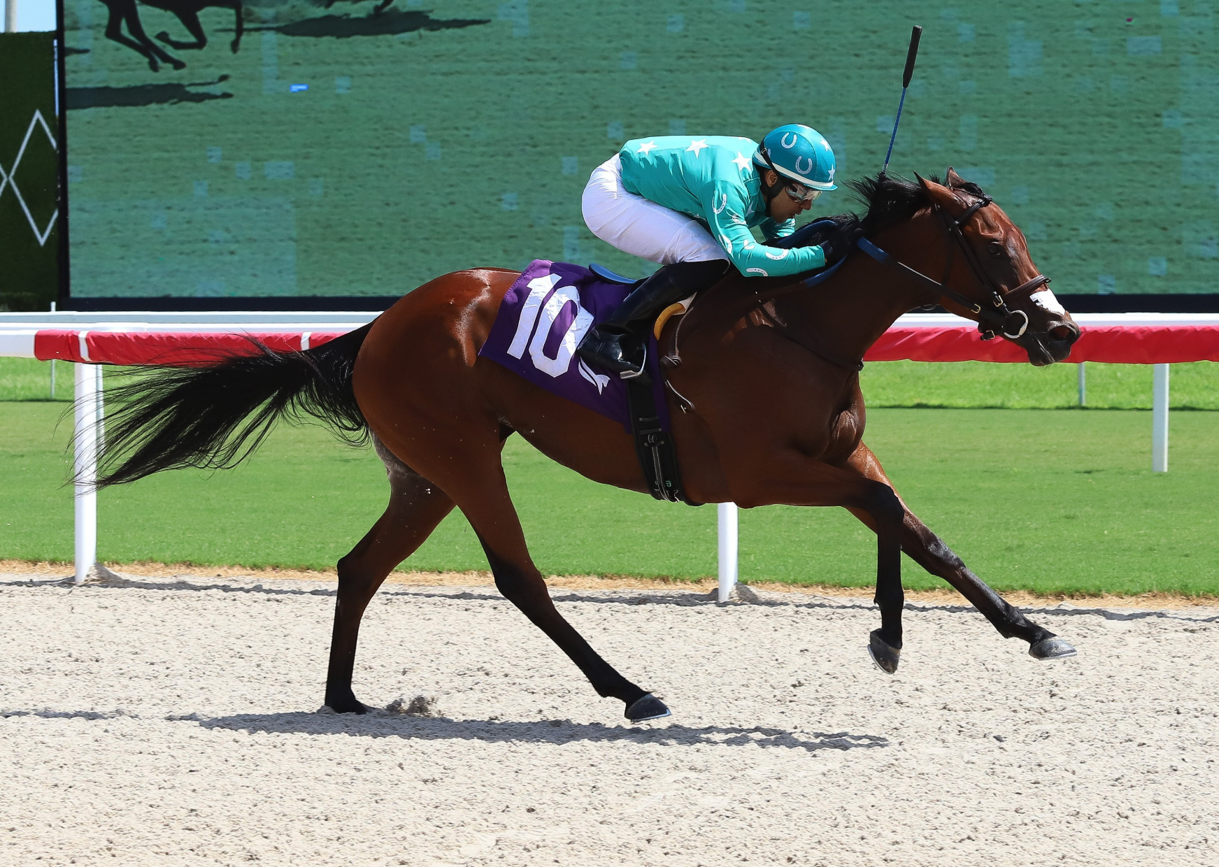 Florida-bred Thoroughbred Roadsterella and jockey Marcos Meneses gallop to the wire at Gulfstream Park to win a Maiden Special Weight on September 12, 2026. (Photo: ©Ryan Thompson)