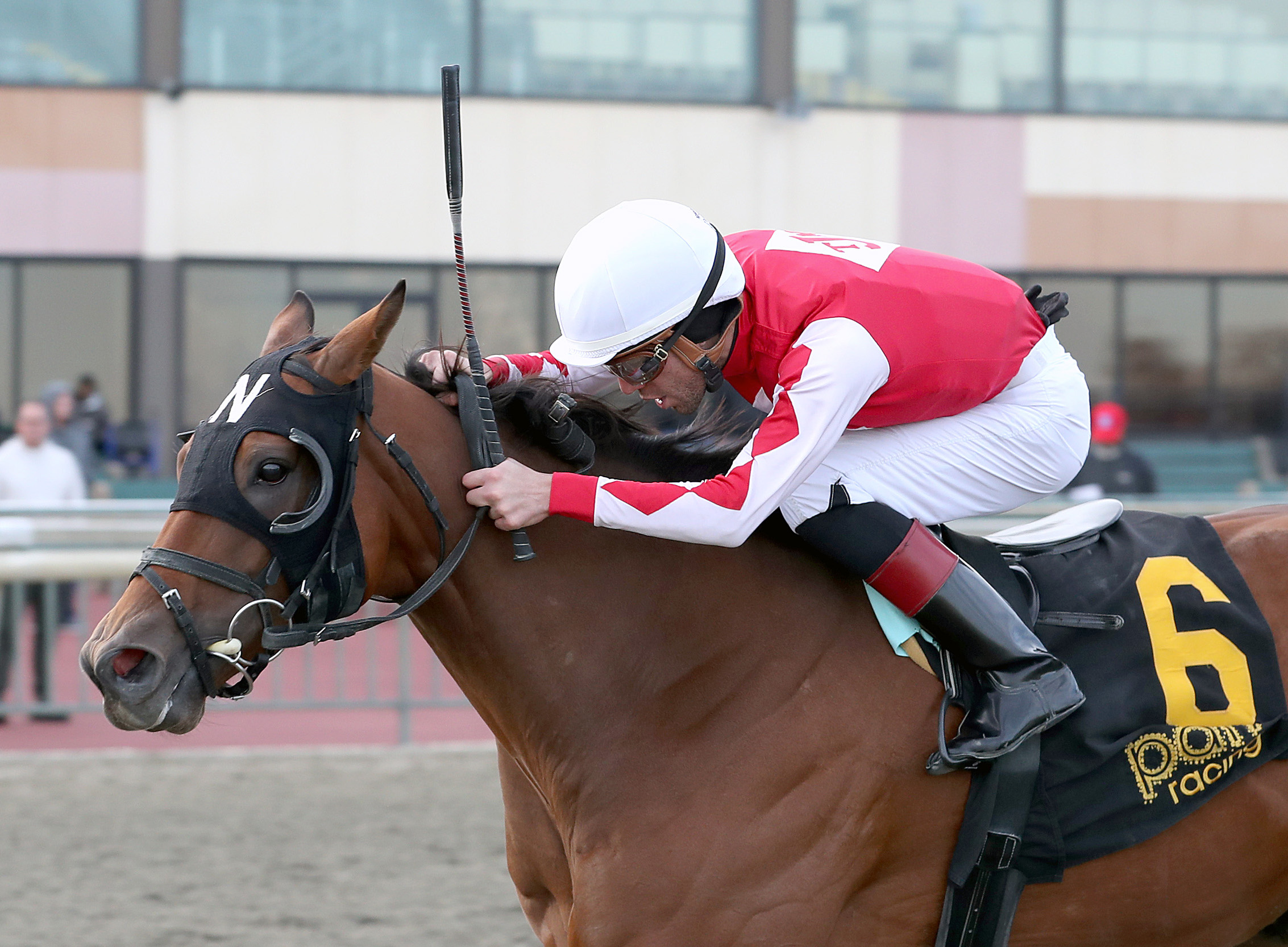 Closely cropped headshot of Florida-bred Thoroughbred Spikezone and jockey Mychel Sanchez galloping to the wire at Parx Racing during their win of the 2024 Let’s Give Thanks. (Photo: ©Bill Denver/EQUI-PHOTO)