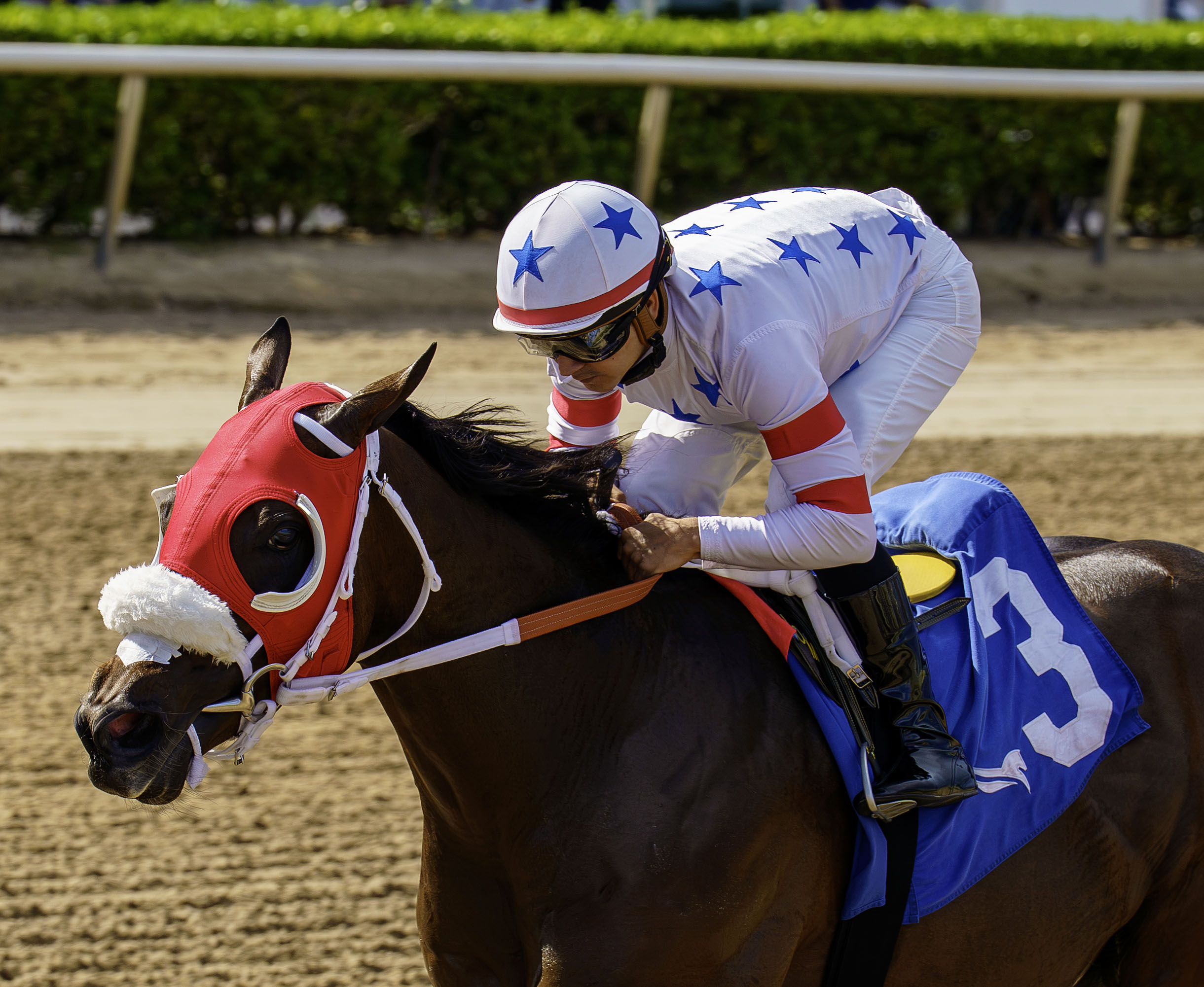 Closely cropped headshot of Florida-bred Thoroughbred Sum of Success galloping with regular rider Jonathan Ocasio to the wire at Gulfstream Park to win the 2026 Express Tour. (Photo: ©G Sonny Hughes)