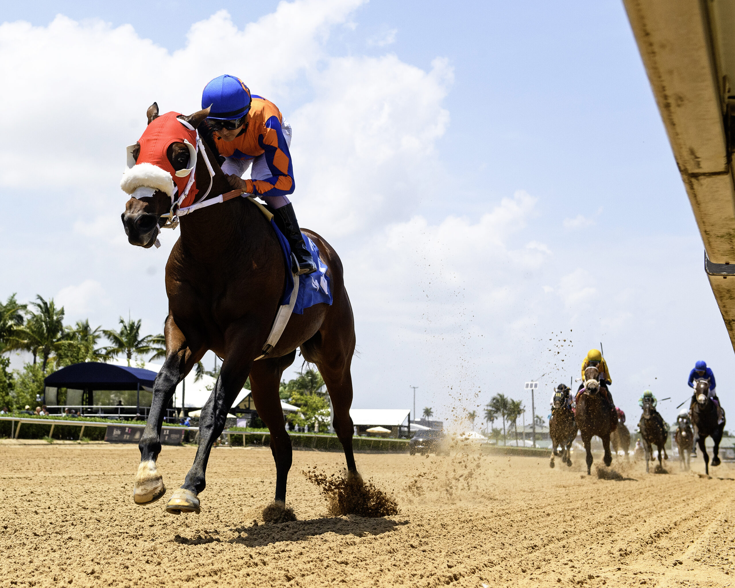 Florida-bred Thoroughbred Sum of Success and jockey Jonathan Ocasio gallop at the head of the field, well ahead of competition to win a maiden special weight at Gulfstream Park on July 20, 2026. (Photo: ©Ryan Thompson)