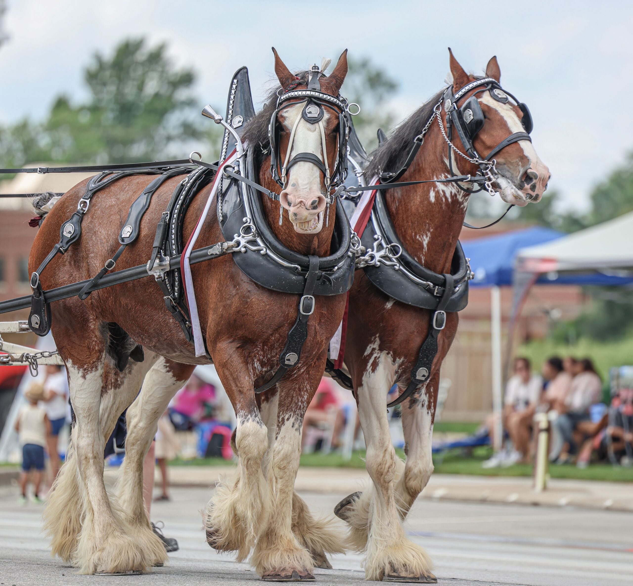Two Clydesdales pull a wagon together (out of frame of the photo) down a street in the middle of a presumed parade. (Photo: ©Wirestock)