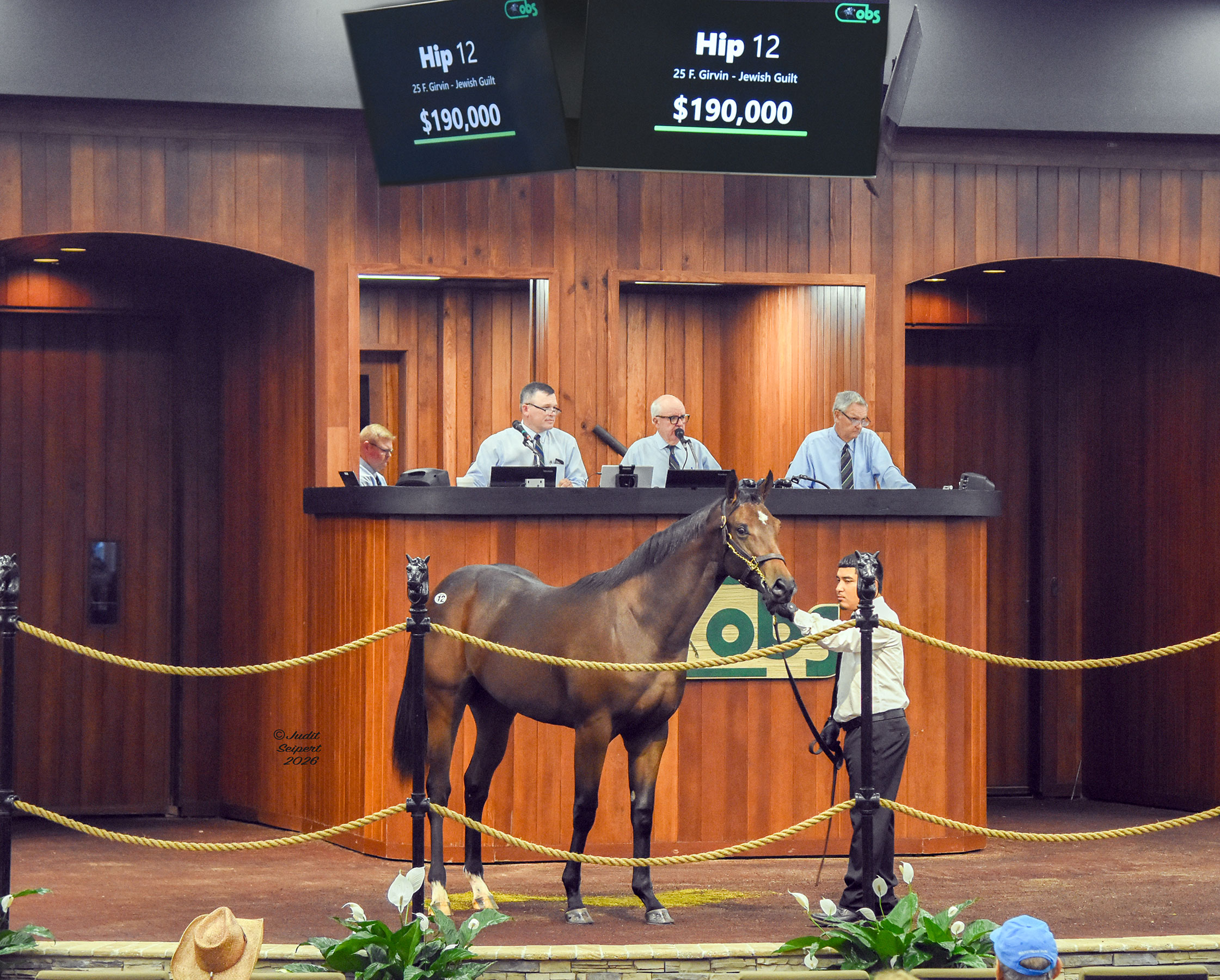 Bay Thoroughbred filly, hip 12, stands in the middle of the wood-paneled OBS Sales auction ring with her ears pricked towards the crowd. (Photo: ©Judit Seipert)