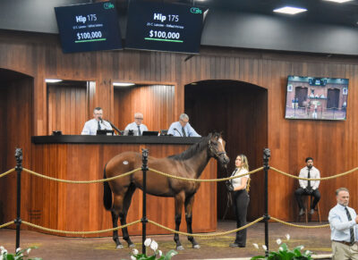 Bay Florida-bred Thoroughbred colt, hip 175, looks out toward the crowd with pricked ears in the middle of the wood-paneled OBS Sales auction ring. (Photo: ©Judit Seipert) 
