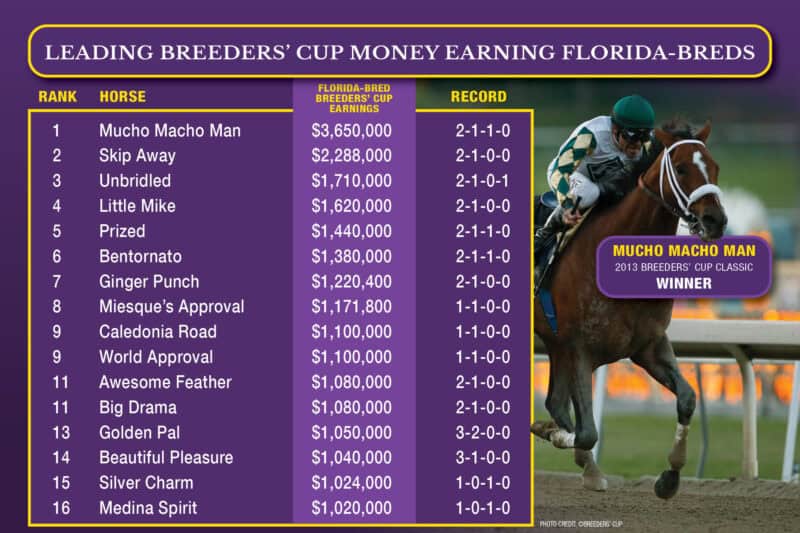 Graphic ranking the Florida-bred Thoroughbreds that have earned over a million dollars through Breeders’ Cup races. The graphic is Breeders’ Cup purple, accented by their yellow. The chart starts with Mucho Macho Man, an earner of $3,650,000 and ends with Medina Spirit at $1,020,000. A photo of Mucho Macho Man galloping towards the camera is faded into the right side of the graphic. (Photo Credit: ©Breeders’ Cup)