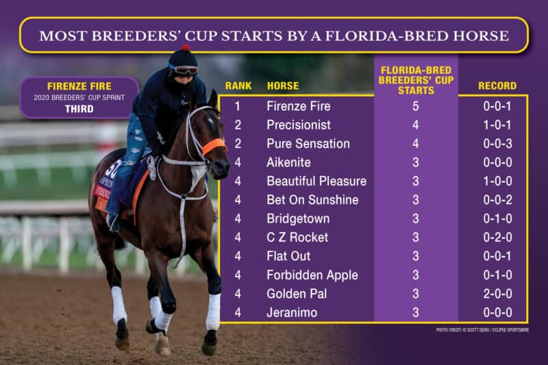 Graphic ranking the Florida-bred Thoroughbreds that have 3 or more starts in Breeders’ Cup Races. The graphic is Breeders’ Cup purple, accented by their yellow. The chart starts with Firenze Fire, a 5-time starter, and ends with Jeranimo, who was a 3-time starter. A photo of Firenze Fire cantering towards the camera is faded into the left side of the graphic. (Photo Credit: ©SCOTT SERIO / ECLIPSE SPORTSWIRE)