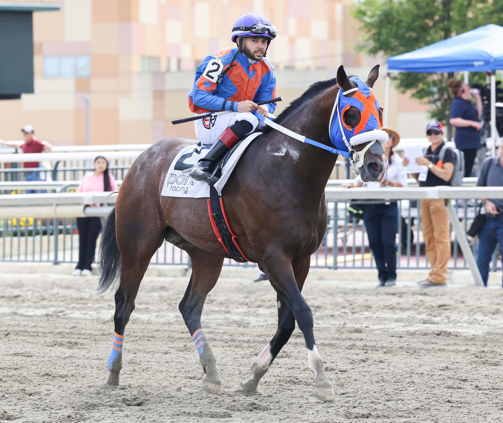 Florida-bred Thoroughbred Buccherino trots smartly along the race track railing, guided from the saddle by jockey Eliseo Ruiz, who turns to look at the camera after the duo’s win of the 2026 Stable Recovery Stakes at Parx Racing. (Photo: ©Nikki Sherman/EQUI-PHOTO)