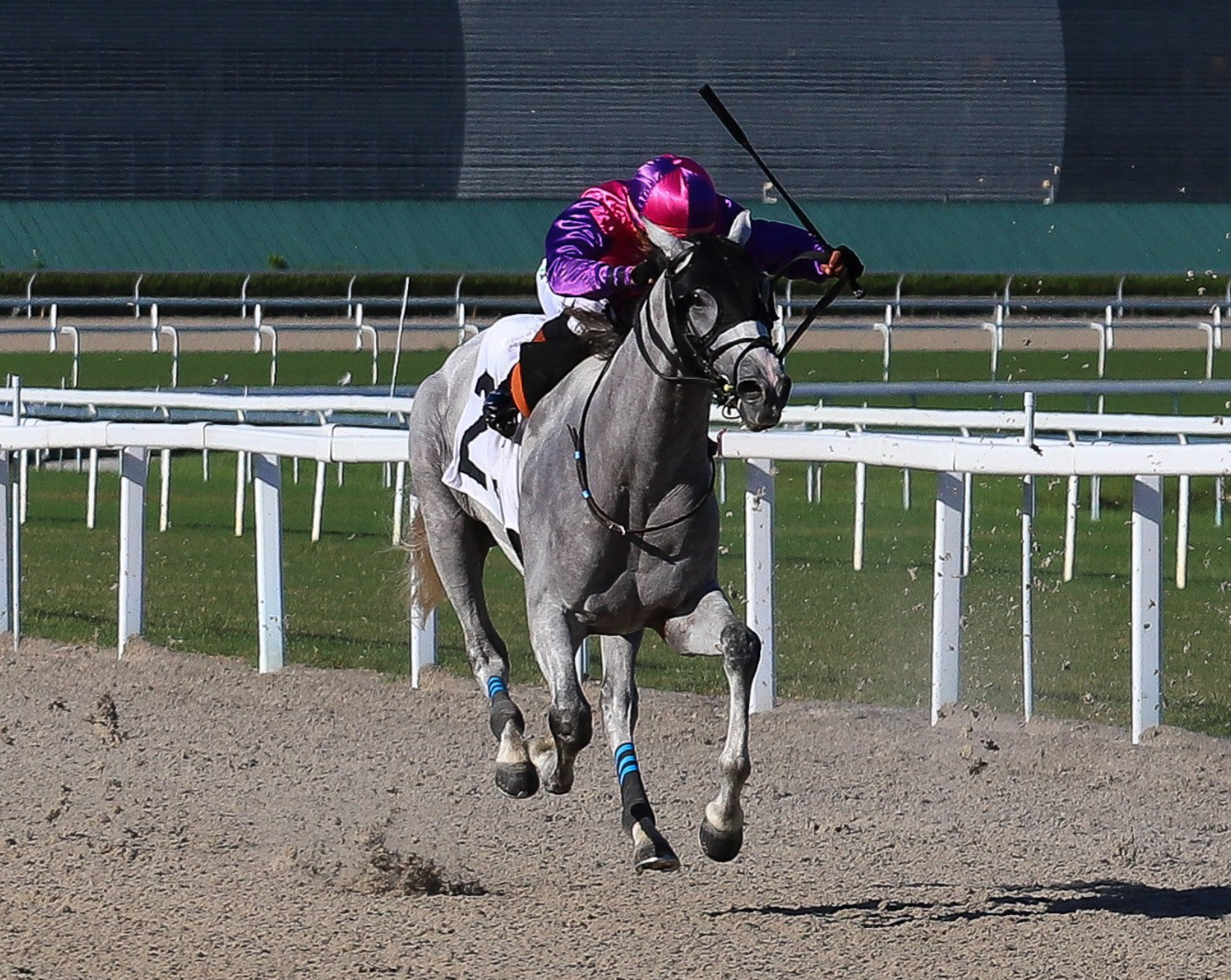 Florida-bred Thoroughbred Caribbean Comet and jockey J.G. Torrealba gallop to the wire at Gulfstream Park during their win of a maiden $50,000 optional claiming race on October 4, 2026. (Photo: ©Coglianese)