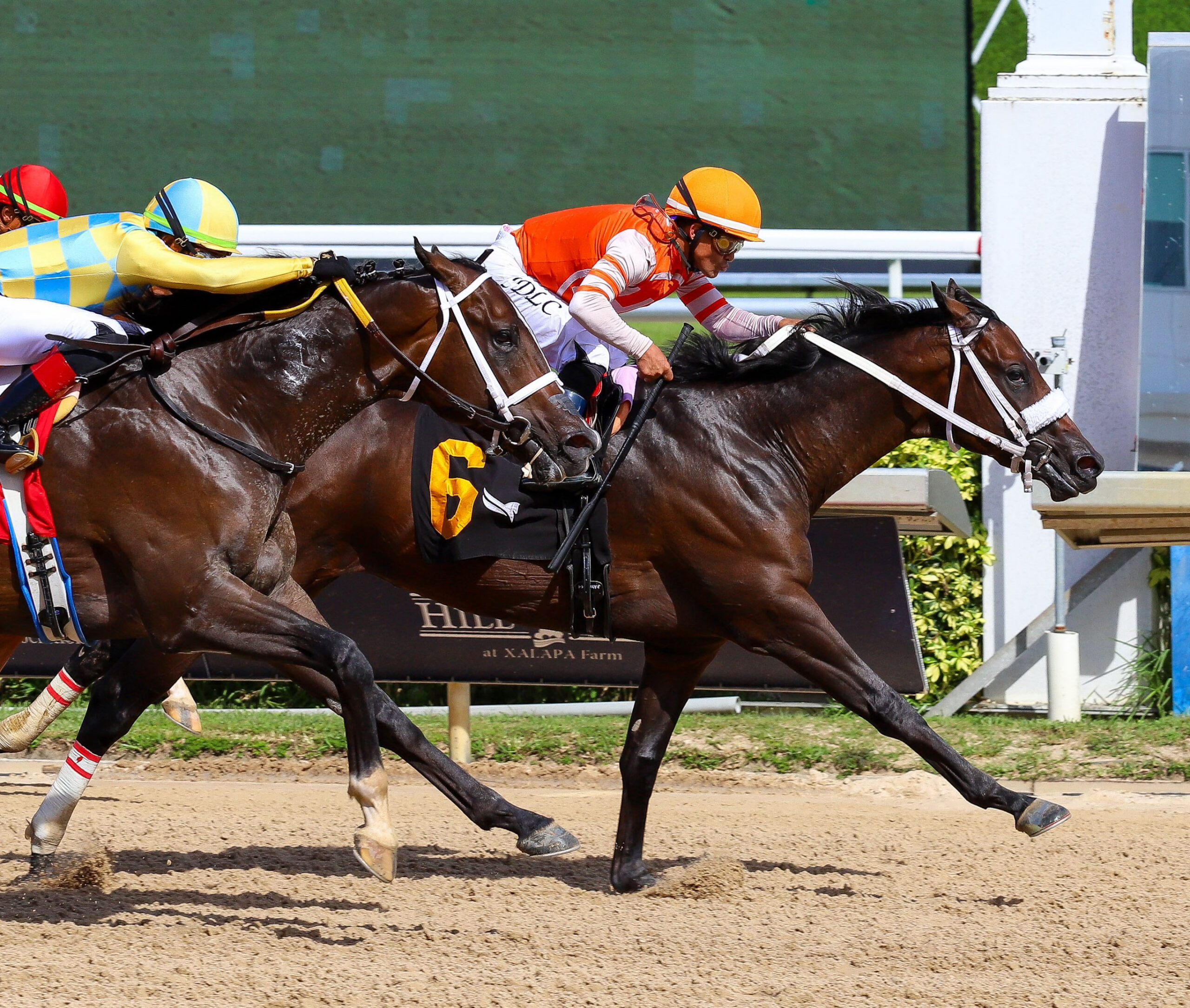 Florida-bred Classic Roadster and jockey Fernando De La Cruz rocket to the wire at Gulfstream Park, fending off competition to win a Maiden Special Weight on October 10, 2026. (Photo: ©Ryan Thompson)
