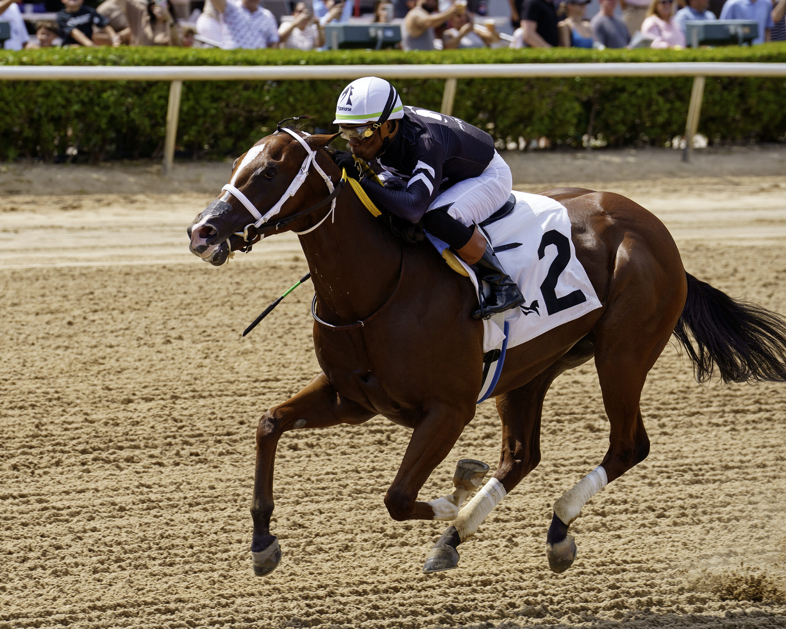 Florida-bred Thoroughbred Conviction and jockey Rasheed Hughes cross the wire alone at Gulfstream Park, galloping clear of their competition to win a maiden special weight for 2-year-old Florida-breds on August 22, 2026. (Photo: ©G Sonny Hughes)
