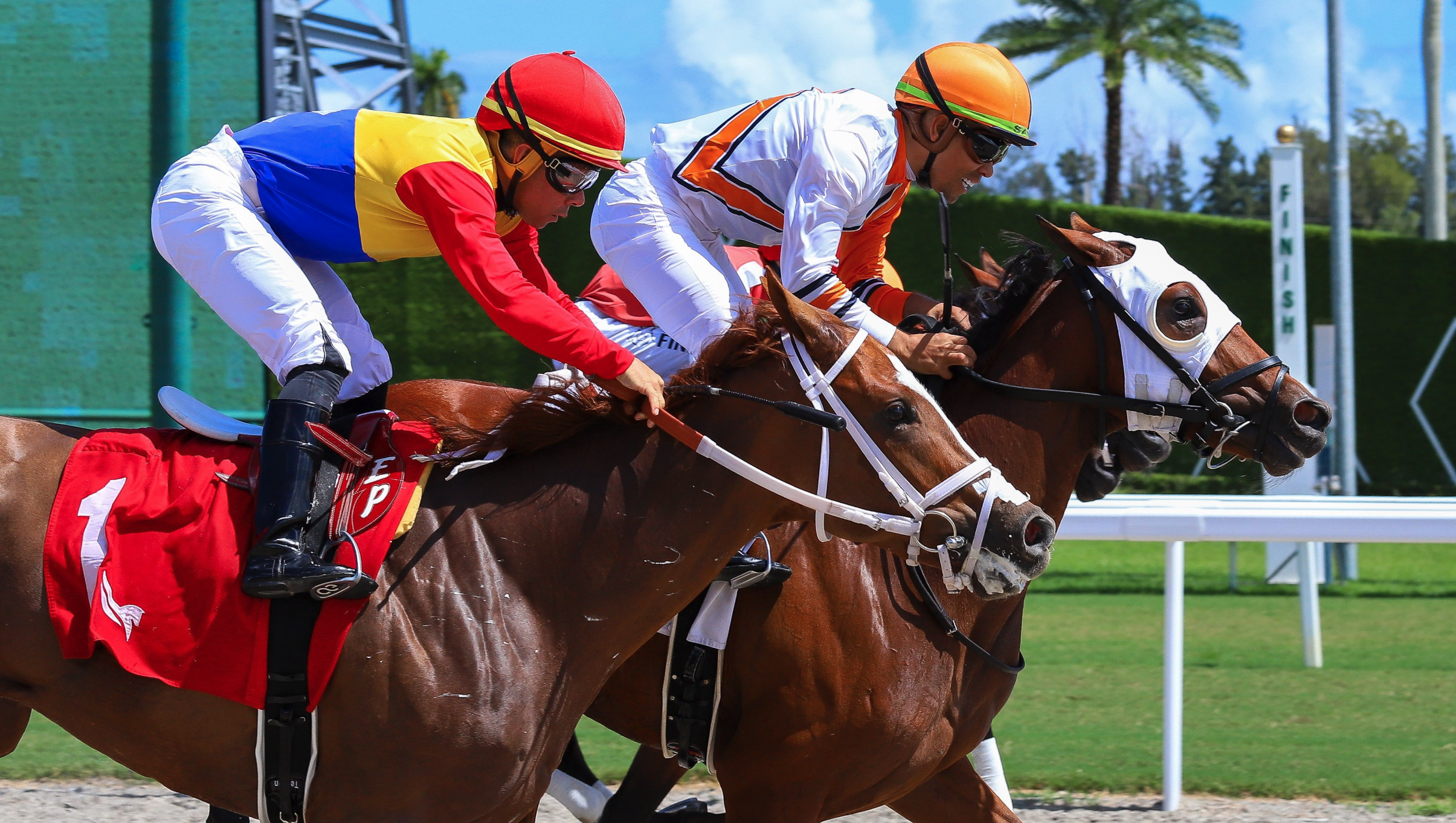 Florida-bred Cynster and jockey Samy Camacho gallop to the wire, neck-and-neck with fellow La Leal and jockey Edgar Perez, during Cynster and Camacho’s win of a Maiden Optional Claiming at Gulfstream Park on October 4, 2026. (Photo: ©Ryan Thompson)