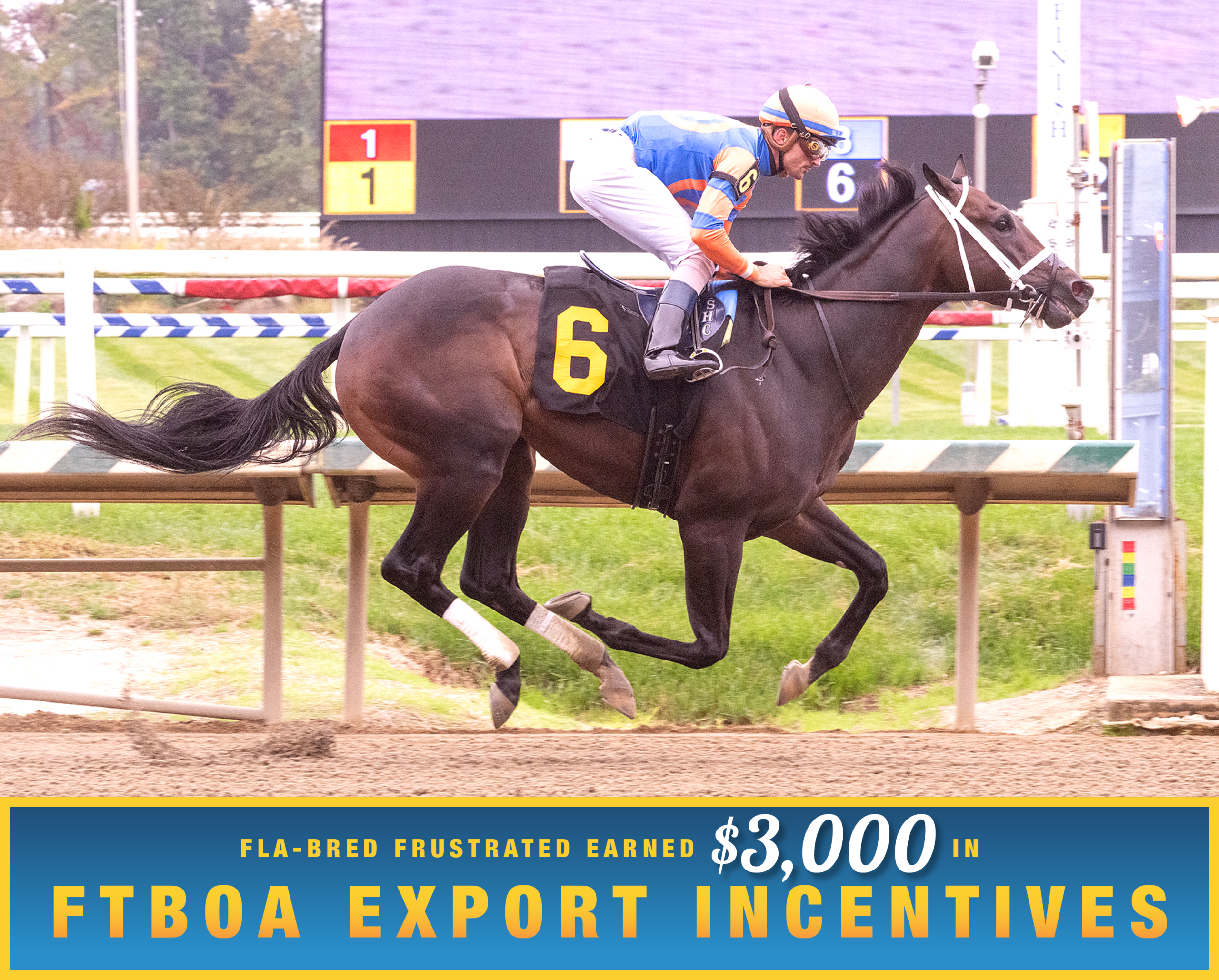 Florida-bred Thoroughbred Frustrated and jockey Sheldon Russell gallop across the wire at Laurel Park, winning a maiden special weight on October 16, 2026. (Photo: ©Jim McCue) Beneath the photo, a gradient light blue to dark blue banner, edged in an orange to yellow frame, is featured. The banner reads, “Fla-bred Frustrated Earned $3,000 in FTBOA Export Incentives.”