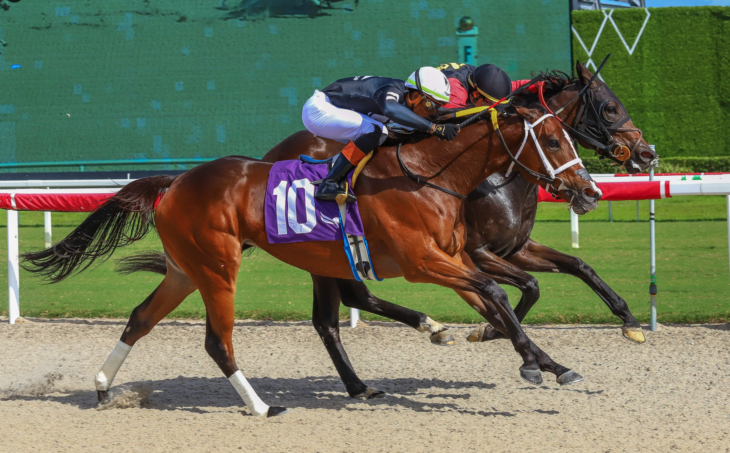 Florida-bred Thoroughbred Flowko rockets to the wire on the inside rail with jockey Marcos Meneses guiding from the saddle. To their outside, they battled with fellow Florida-bred Love Like Lucky and jockey Rasheed Hughes, winning the first condition, $25,000 optional claiming at Gulfstream Park on October 31, 2026 by a nose. (Photo: ©Ryan Thompson)