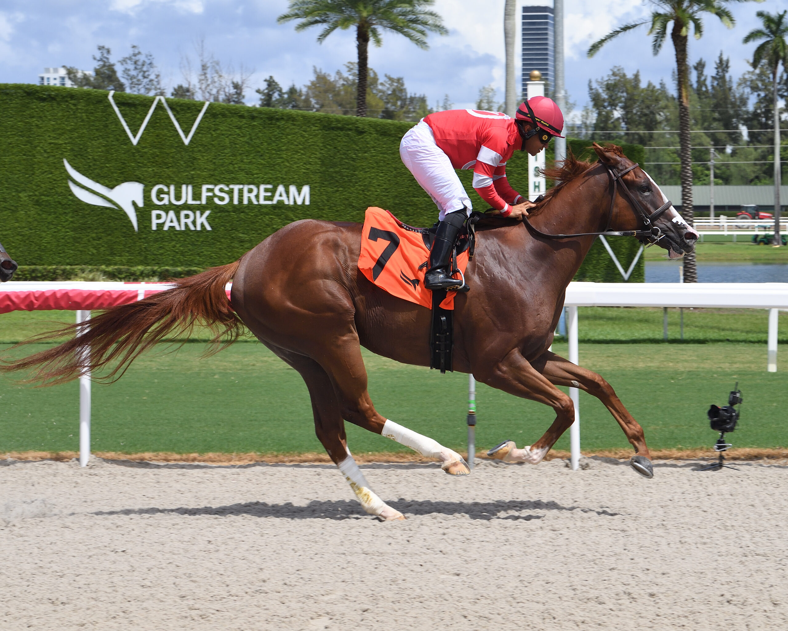 Florida-bred Thoroughbred Fourth and Central and jockey Miguel Vasquez gallop to the wire at Gulfstream Park during their win of an allowance optional claiming on August 30, 2026. (Photo: ©Ryan Thompson)