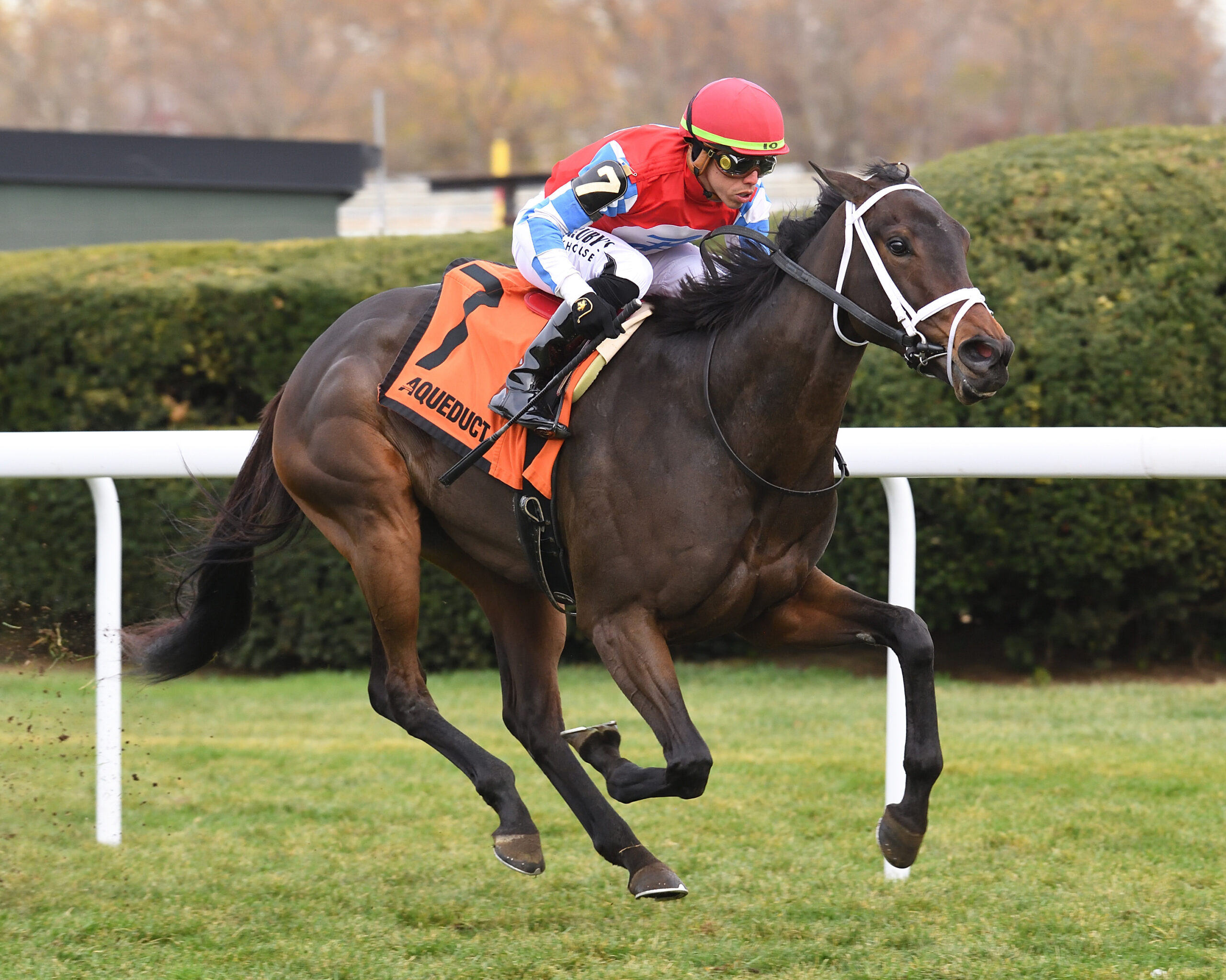 Florida-bred Thoroughbred Good Long Cry and jockey Irad Ortiz, Jr gallop to the wire at Aqueduct Racetrack to win a maiden special weight on November 14, 2024. (Photo: ©Chelsea Durand)