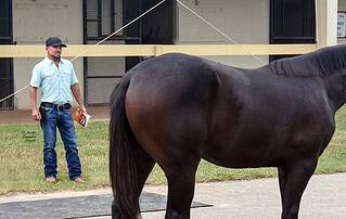 Hal Hatch stands to the side while observing one of his yearlings, a dark bay Thoroughbred, who stands quietly with their groom by the OBS Sale barns. Hatch fittingly holds an OBS 2026 October catalog in one hand. (Photo: ©Judit Seipert)