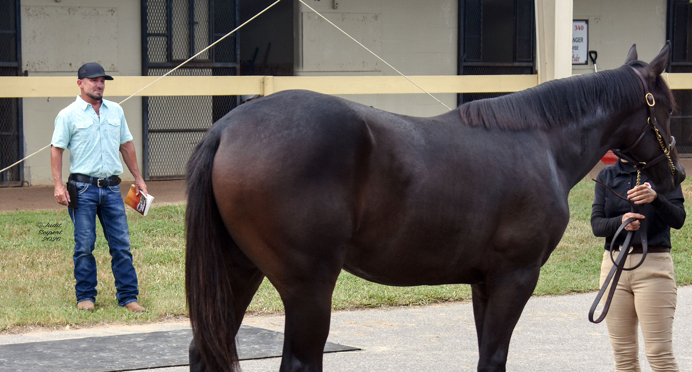 Hal Hatch stands to the side while observing one of his yearlings, a dark bay Thoroughbred, who stands quietly with their groom by the OBS Sale barns. Hatch fittingly holds an OBS 2026 October catalog in one hand. (Photo: ©Judit Seipert)