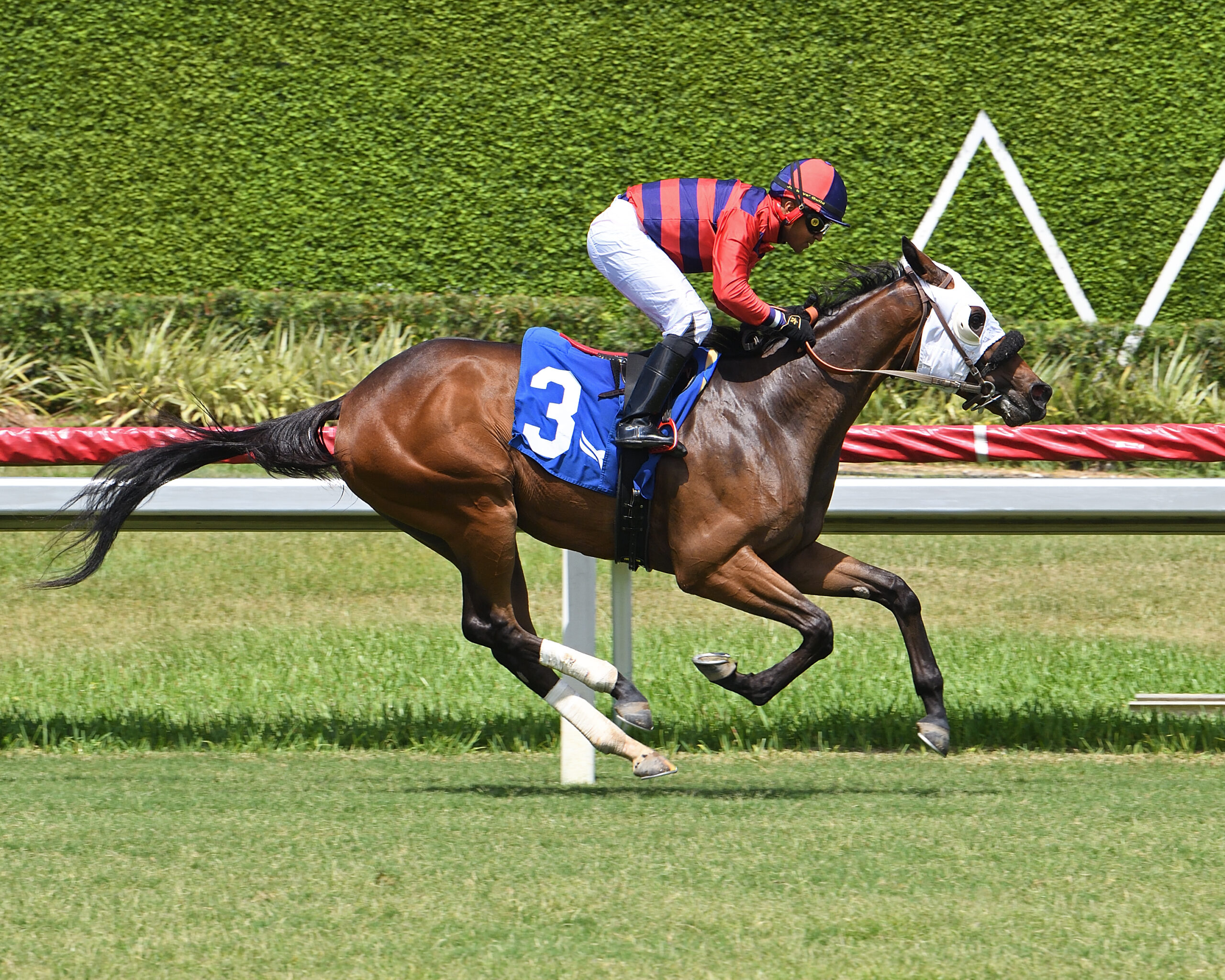 Florida-bred Thoroughbred Heracles and jockey Miguel Vasquez gallop to the wire at Gulfstream Park on July 4, 2026 to win a Maiden Special Weight. (Photo: ©Ryan Thompson)