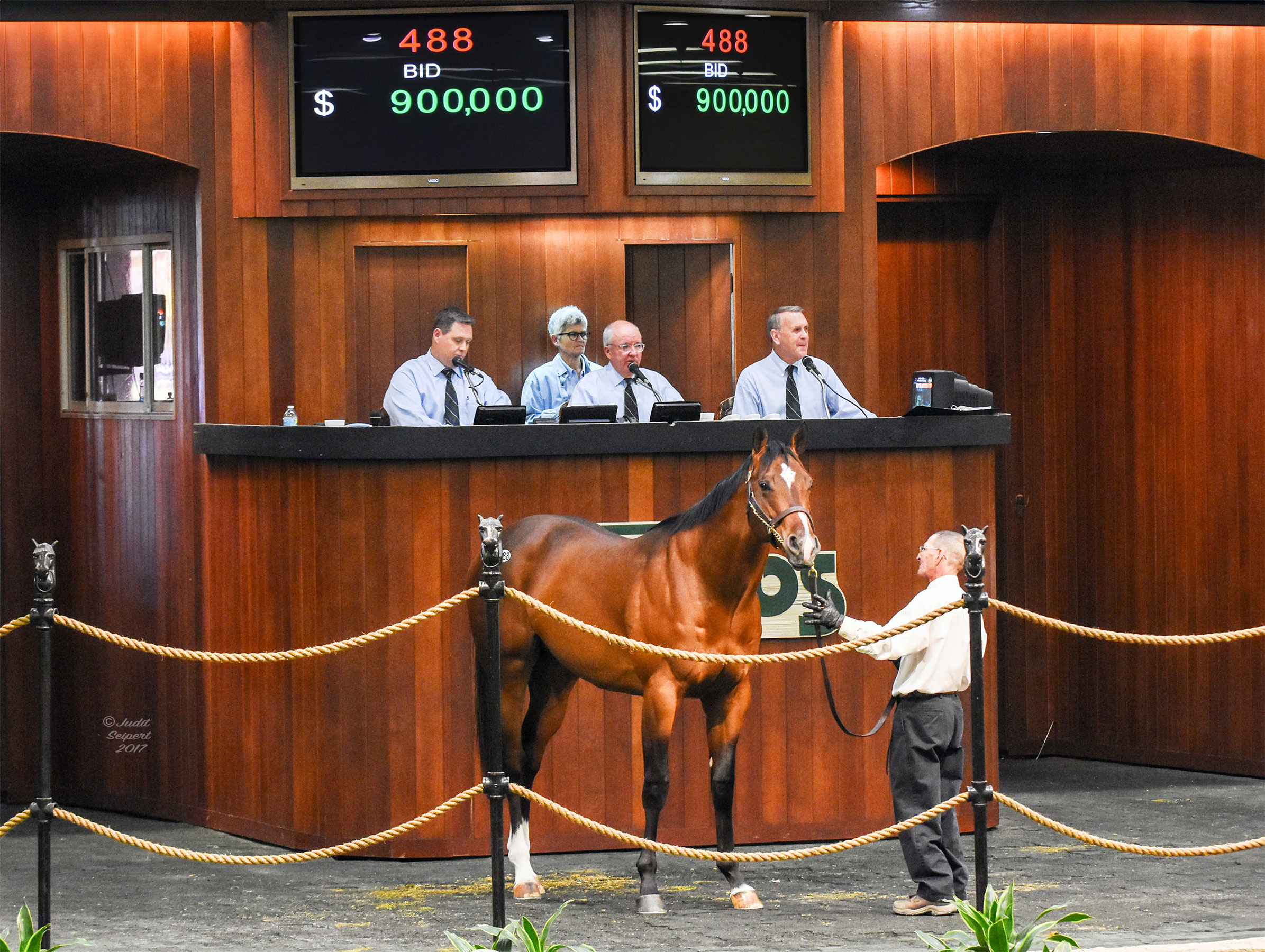 A bay colt stands in the middle of the wood-paneled OBS Sale auction ring, his ears pricked towards the crowd. (Photo: ©Judit Seipert)