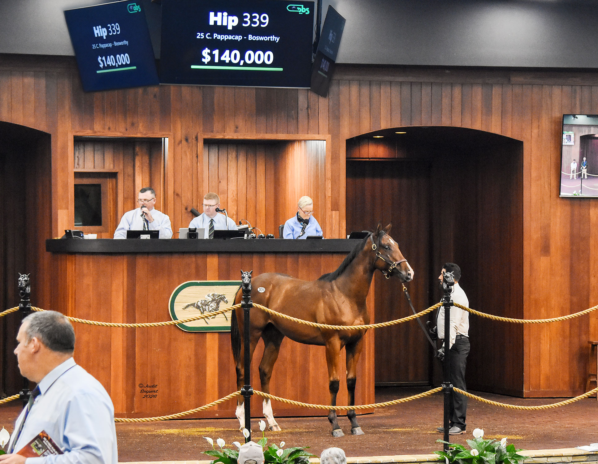 Hip 339, a bay Florida-bred Thoroughbred colt stands in the middle of the OBS Sales’ wooden auction ring beneath the announcers’ podium. The colt’s ears are pricked and head held high as he watches the crowd. (Photo: ©Judit Seipert)