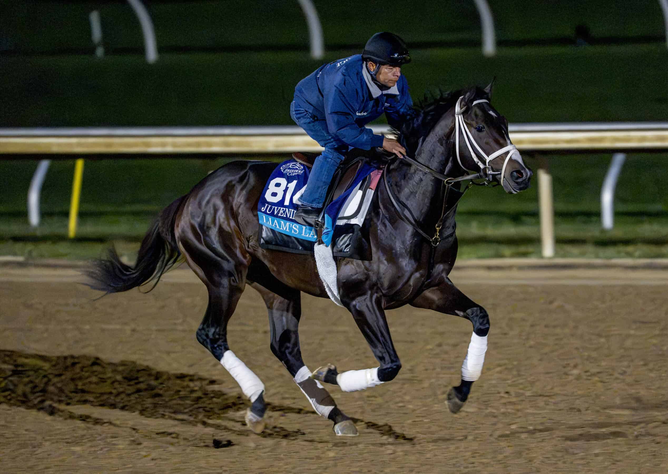 Florida-bred Thoroughbred Liam’s Law gallops in preparation for the upcoming 2026 Breeders’ Cup Juvenile Turf. The colt’s ears are pricked as his rider exercises him during the morning workout. (Photo: ©TerePoplin/Eclipse Sportswire/Breeders' Cup)
