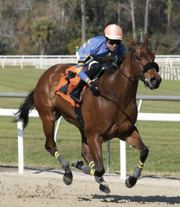 Florida-bred Thoroughbred Little Thunder, ridden by regular rider Cipriano Gil, gallop to the wire at Tampa Bay Downs. The duo won a first condition, $16,000 optional claiming on February 14, 2026, covering six furlongs in 1:08.95, .28 seconds off the track record set in 2012 by the Florda-bred filly It’s Me Mom. (Photo: ©SV Photography)