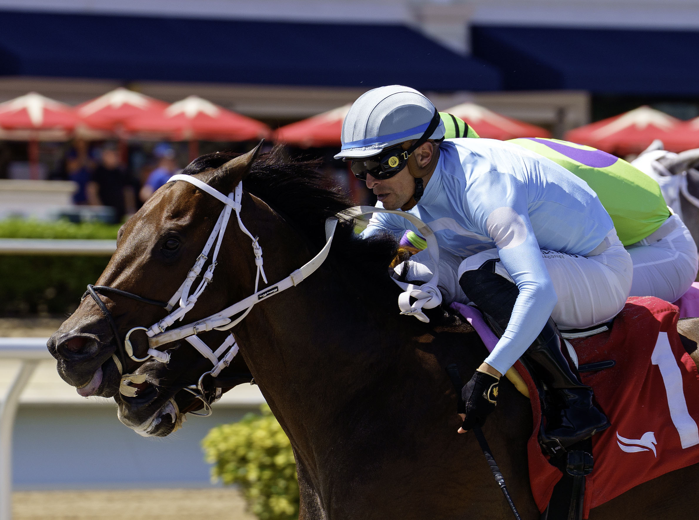 Closely cropped headshot of Florida-bred Thoroughbred Mattingly and jockey Juan Hernandez rocket to the wire, nosing ahead of outside competitor Thought Control to win the 2026 Bob Umphrey Turf Sprint at Gulfstream Park by a neck. (Photo: ©G Sonny Hughes)