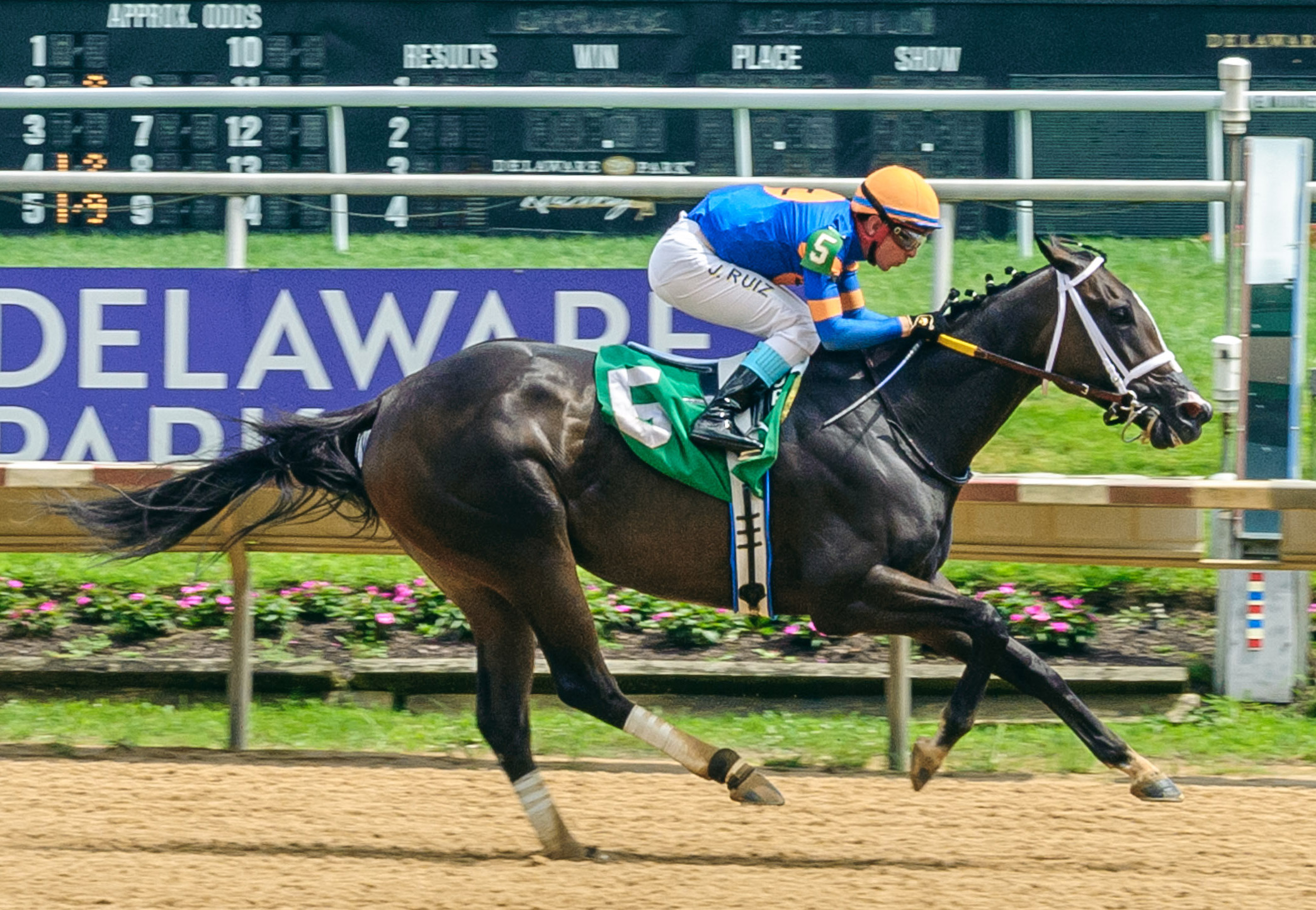 Florida-bred Thoroughbred Mystic Lake and jockey Jorge Ruiz gallop to the wire during their win of the 2025 Dashing Beauty at Delaware Park. (Photo: ©Hoofprints Inc.)