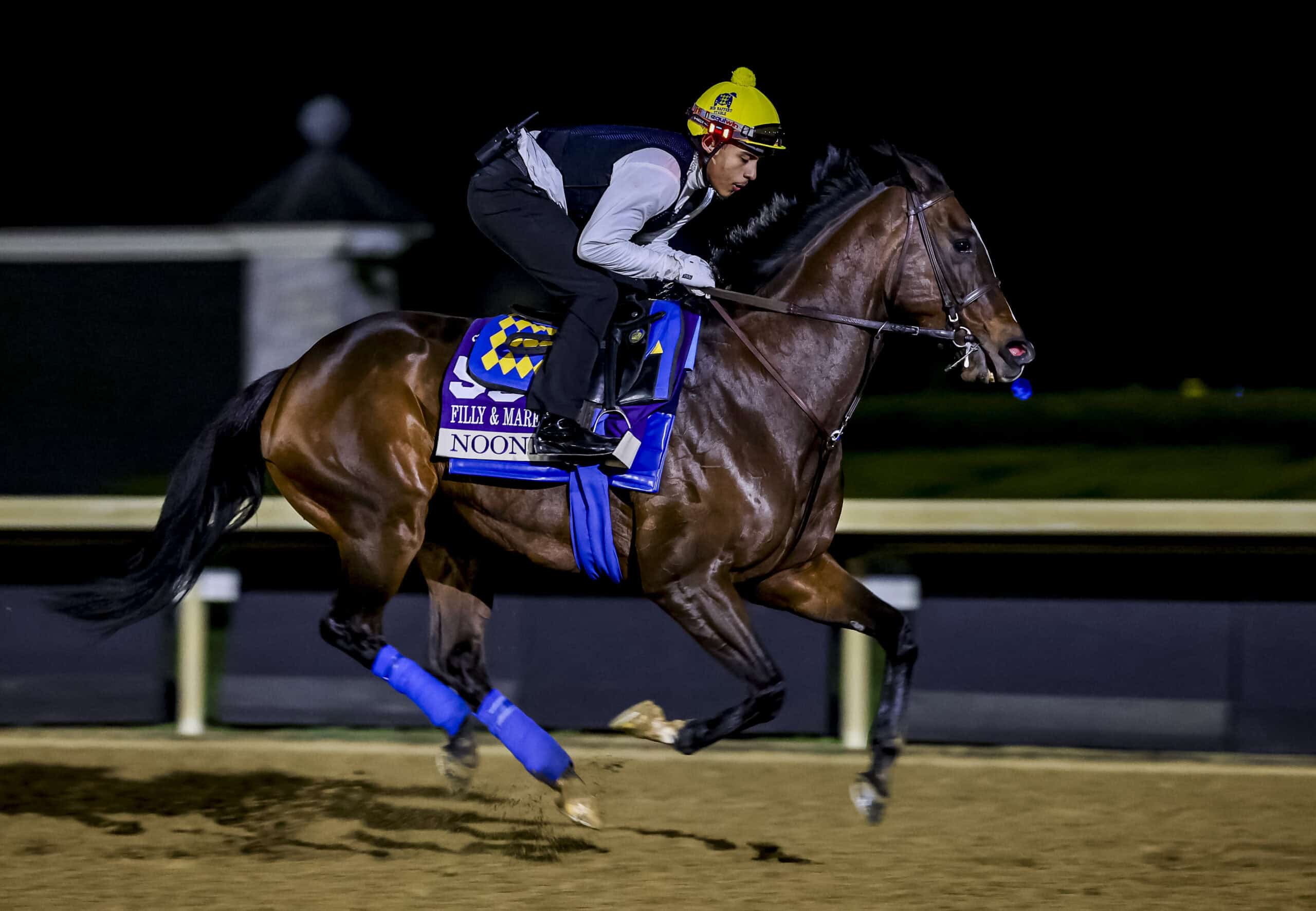 Bay Florida-bred Thoroughbred Nooni exercises during an early morning workout at Keeneland while prepping for the 2026 Breeders’ Cup Filly and Mare Sprint. (Photo: ©Tim Sudduth/Eclipse Sportswire/Breeders' Cup)