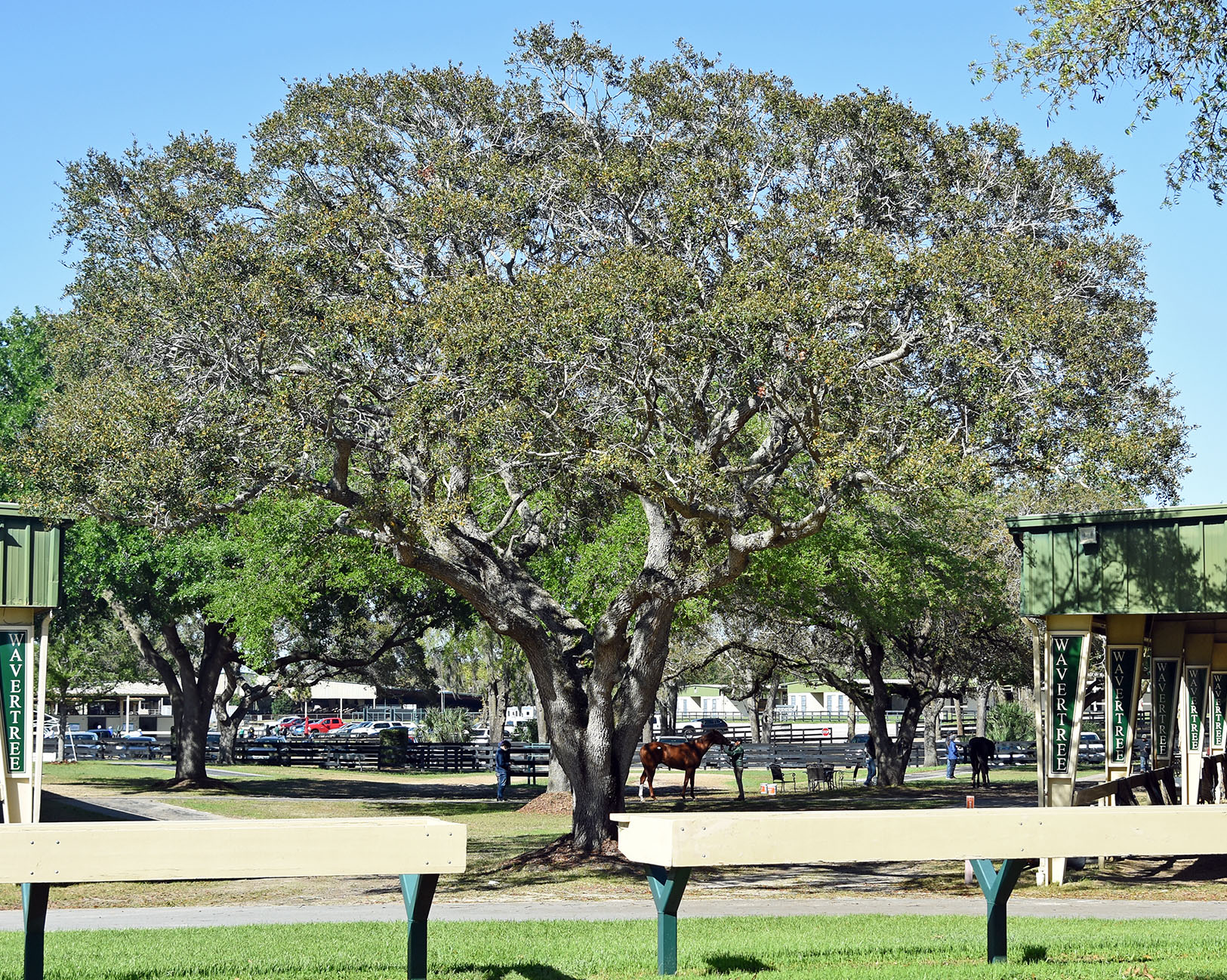 Photograph taken of one of the large Florida oak trees on the OBS Sales grounds. The tree is so large that it fills most of the photo, its branches stretching to almost touch the roof of each barn its planted between, and casting dappled shade on the grassy area between the barns as horses and people walk by. (Photo: ©Judit Seipert)
