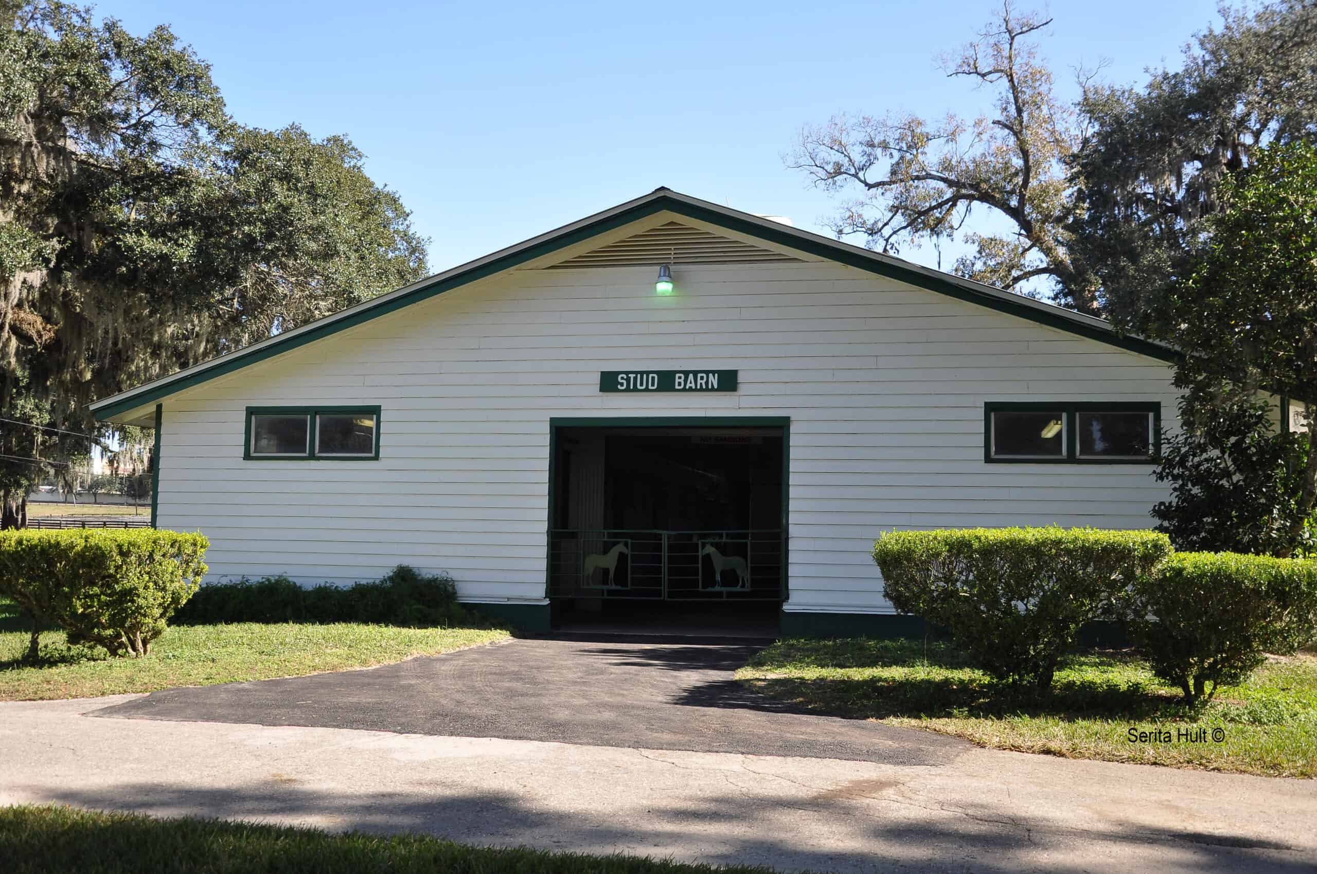Photograph taken of the Ocala Stud Farm’s stud barn, a white wood barn accented with dark green surrounded by Florida greenery and trees. (Photo: ©Serita Hult)