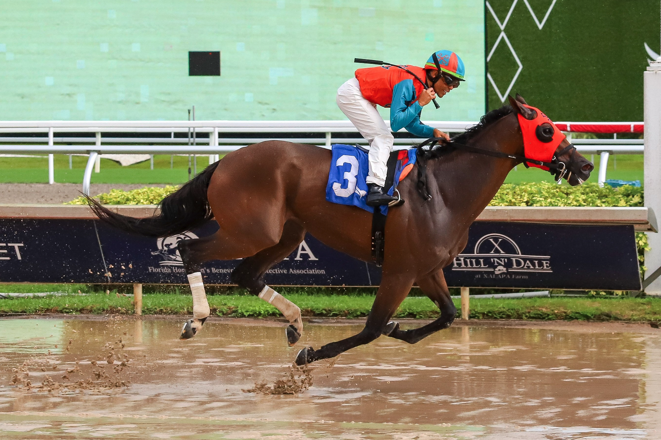 Florida-bred Thoroughbred Pike and jockey Samy Camacho gallop to the wire at Gulfstream Park to win a maiden special weight by five-and-three-quarters lengths on October 17, 2026. (Photo: ©Ryan Thompson)