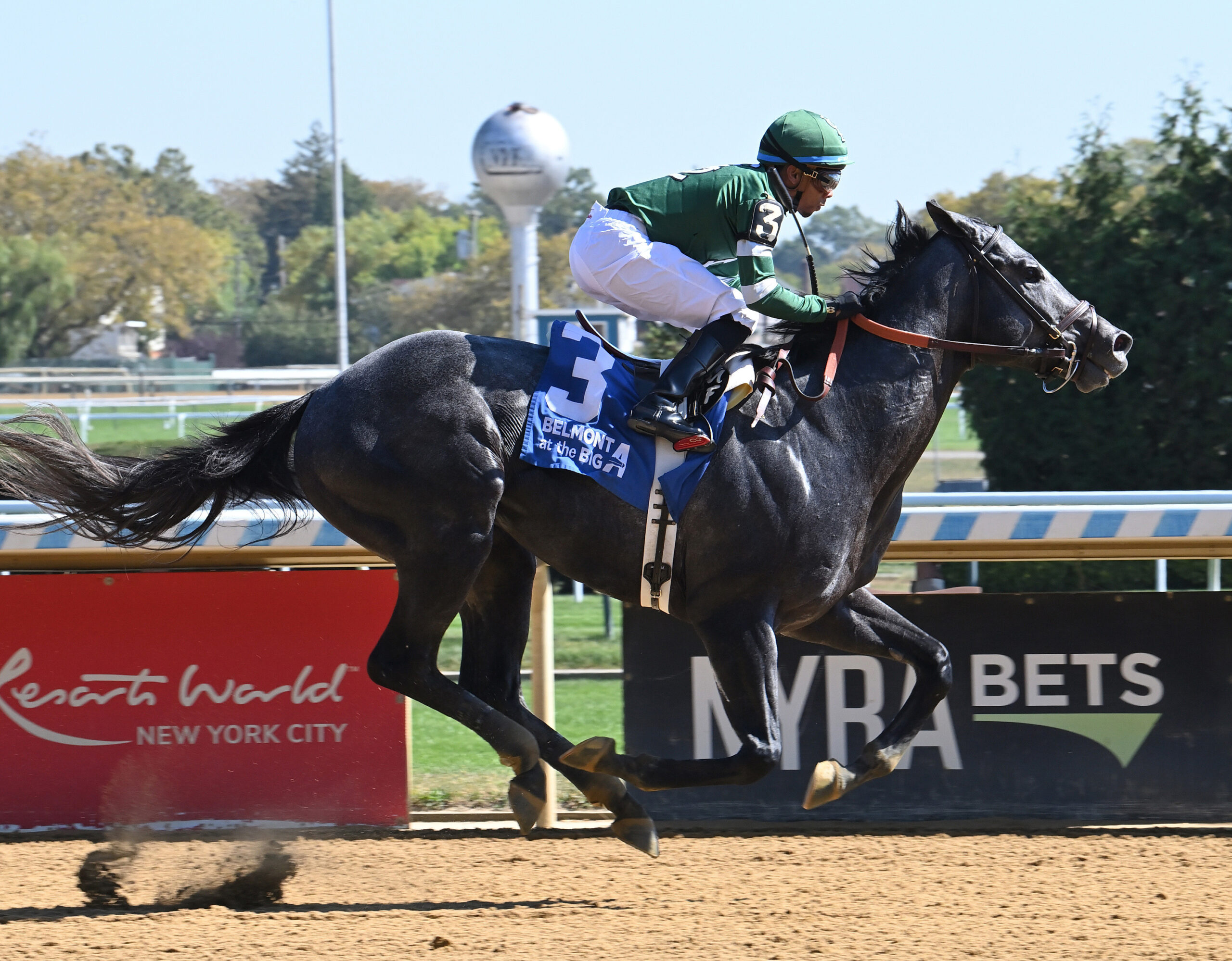 Florida-bred Thoroughbred Rated by Merit and jockey Manny Franco rocket to the wire at Belmont Park during their 2025 win of the Discovery Stakes. (Photo: ©Susie Raisher)