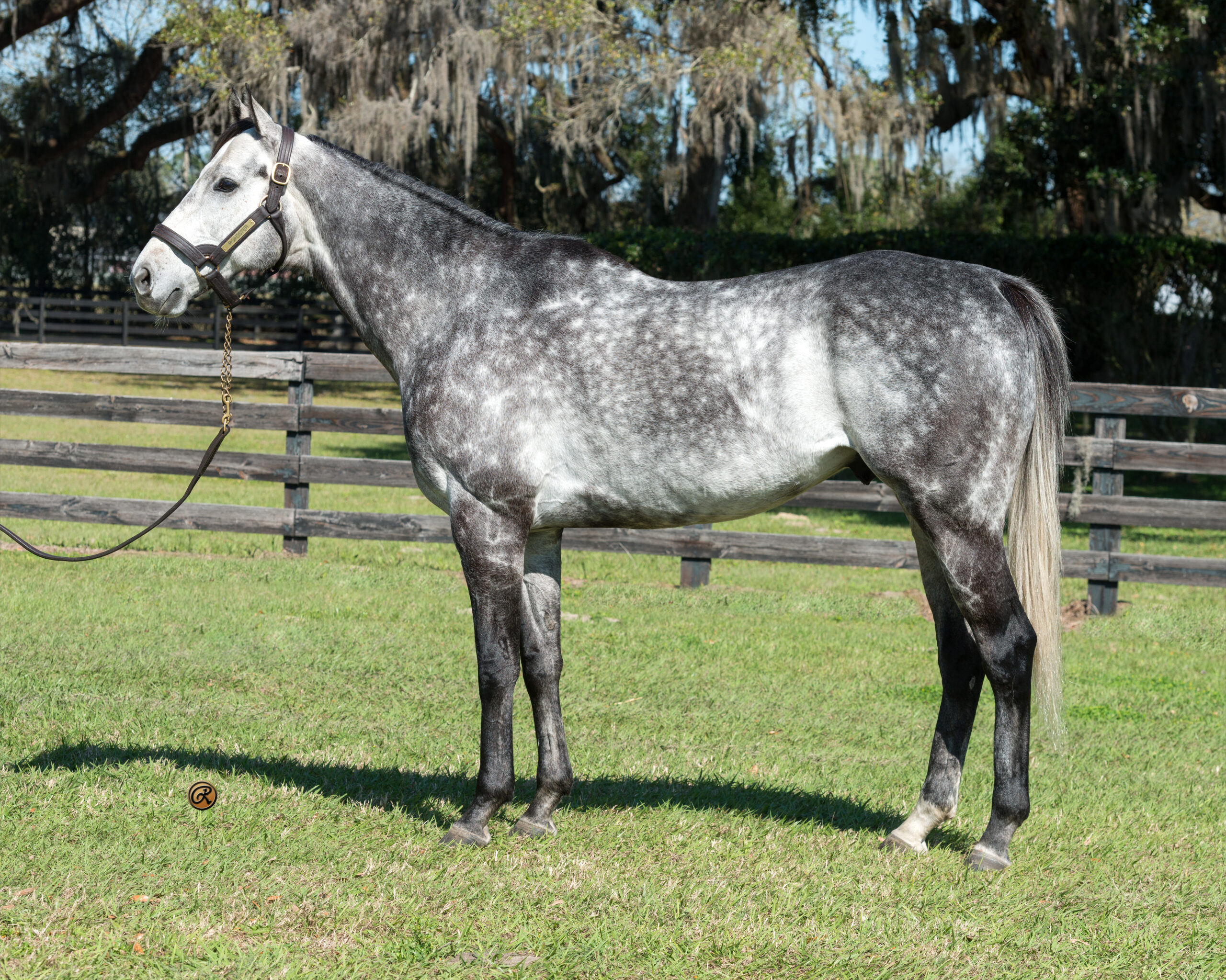 Roadster, a grey thoroughbred stallion, stands calmly for a photo against a backdrop of pasture framed by Florida oak trees hung with Spanish moss and wooden fencing. The beautiful stallion’s head is raised and his ears are pricked as he stands posed. (Photo: ©Louise Reinagel)