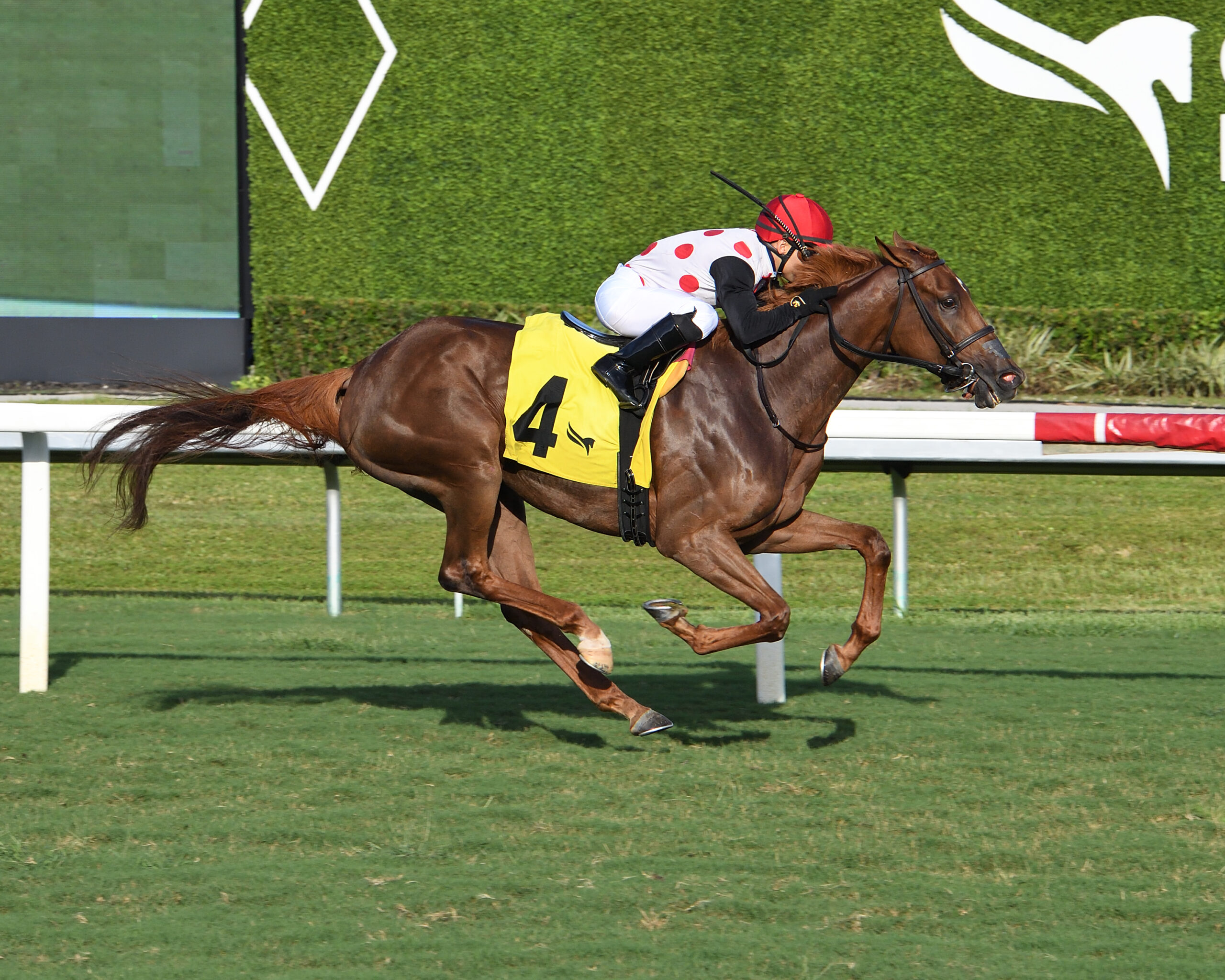 Florida-bred Thoroughbred Souper Zonda and jockey Sonny Leon romp to the wire at Gulfstream Park, winning the 2026 Daring Kathy overnight handicap. (Photo: ©Ryan Thompson)