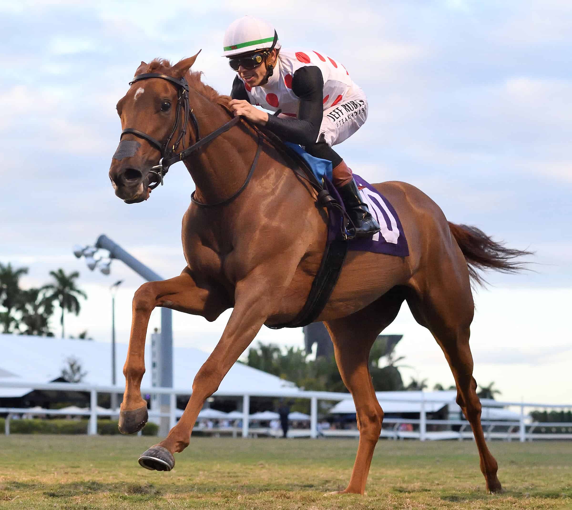 Florida-bred Thoroughbred Souper Zonda and jockey Tyler Gaffalione gallop at the camera during their win of the 2026 Sunshine Filly & Mare Turf at Gulfstream Park. (Photo: ©Ryan Thompson)