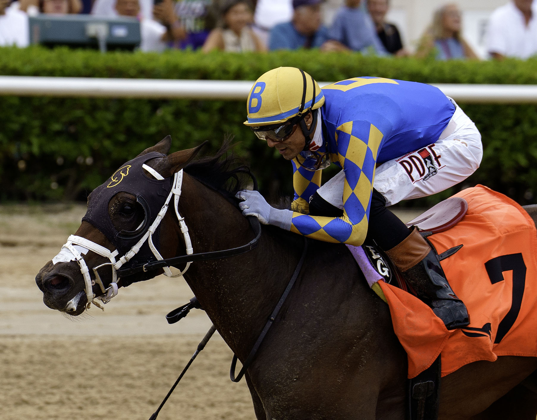 Closely cropped photo of Florida-bred Thoroughbred Stick Talk and jockey Edwin Gonzalez as the gallop to the wire at Gulfstream Park to win the 2026 Palm Bay overnight handicap. (Photo: ©G Sonny Hughes)