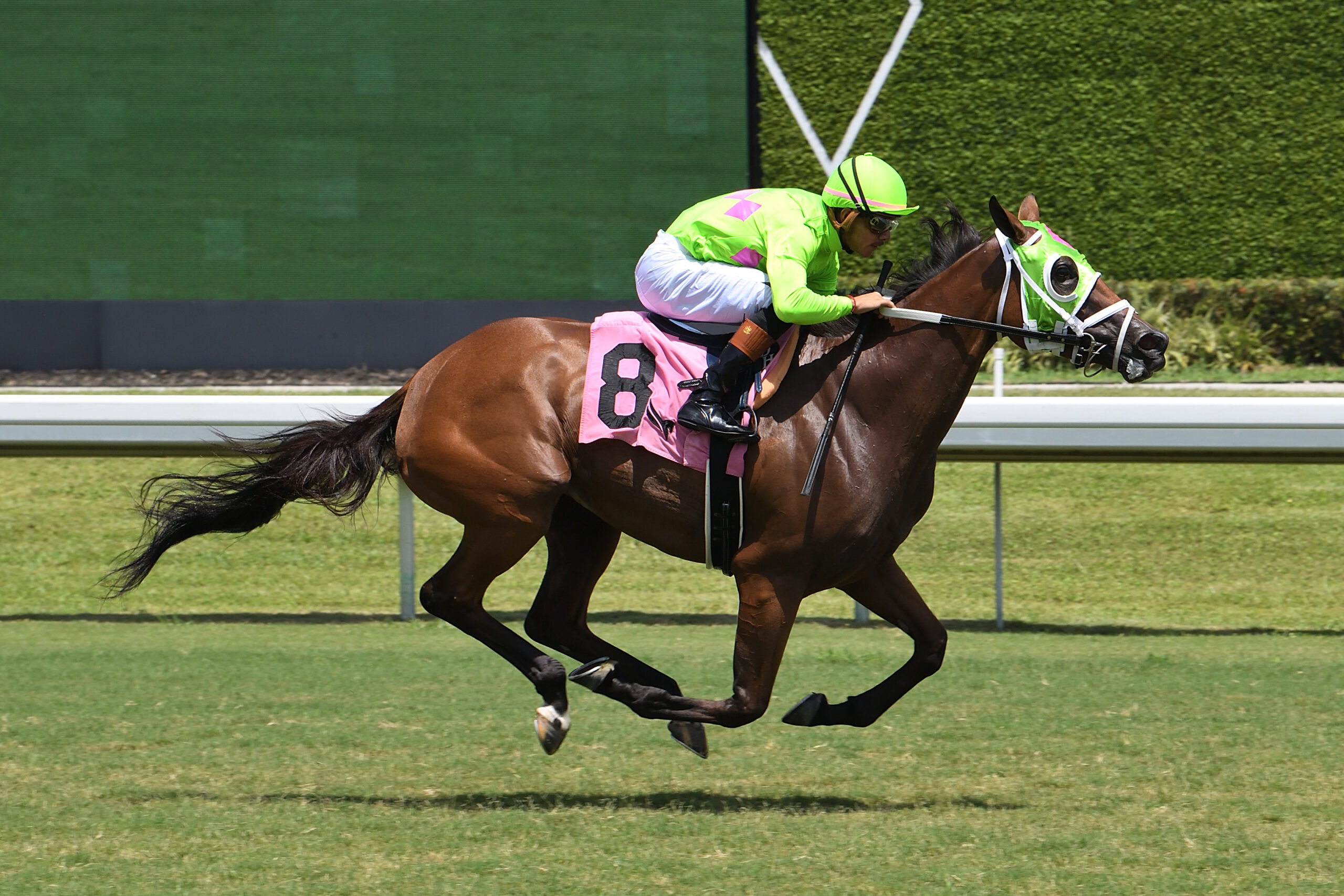 Bay Florida-bred Thoroughbred and jockey Diego Herrera cruise to the wire at Gulfstream Park to win a mile allowance for Florida-bred fillies and mares on August 16, 2026. (Photo: ©Ryan Thompson)