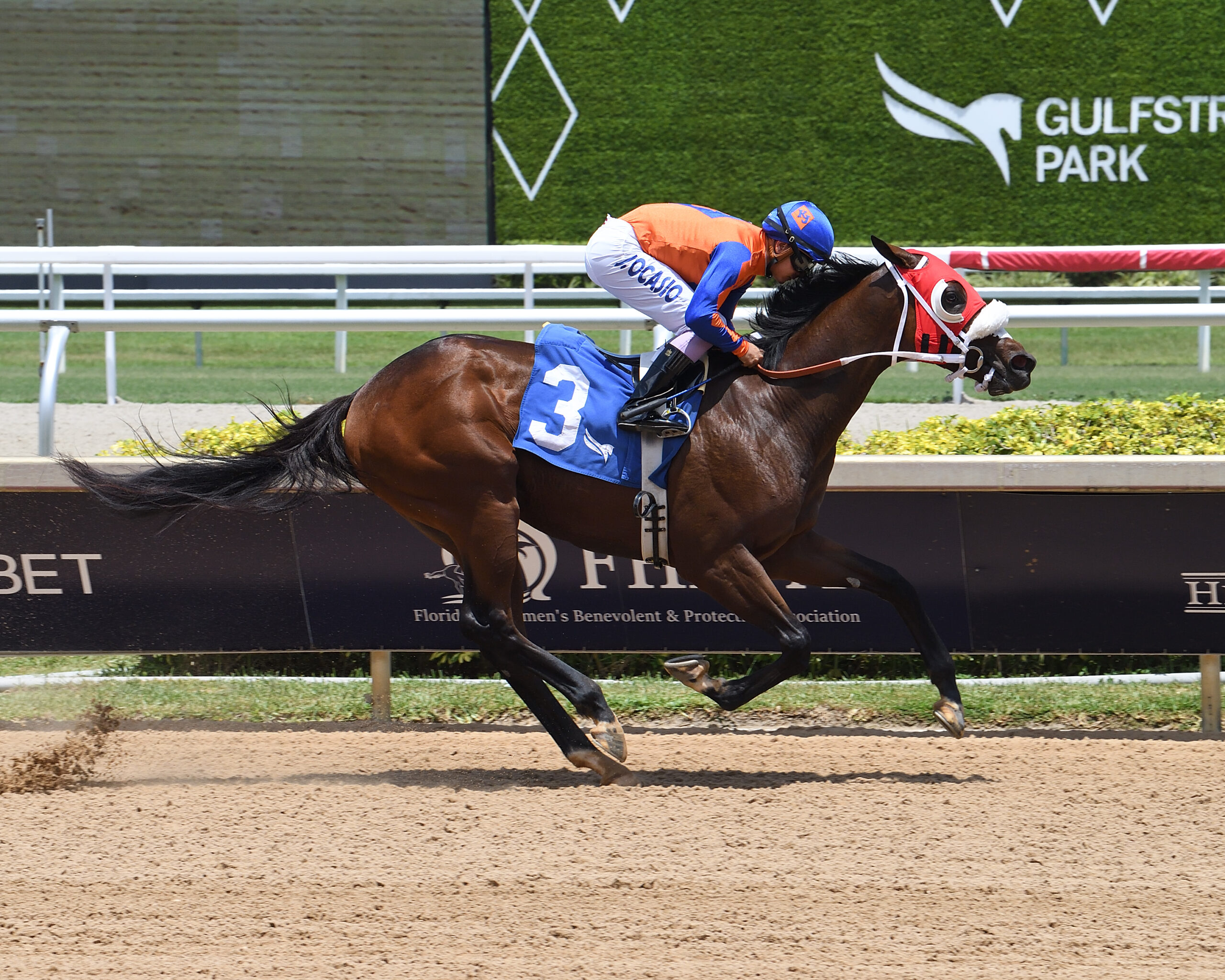 Florida-bred Thoroughbred Sum of Success and jockey Jonathan Ocasio gallop to the wire on July 20, 2026 to win a maiden special weight for Florida-bred juveniles by seven-and-a-half lengths. (Photo: ©Ryan Thompson)
