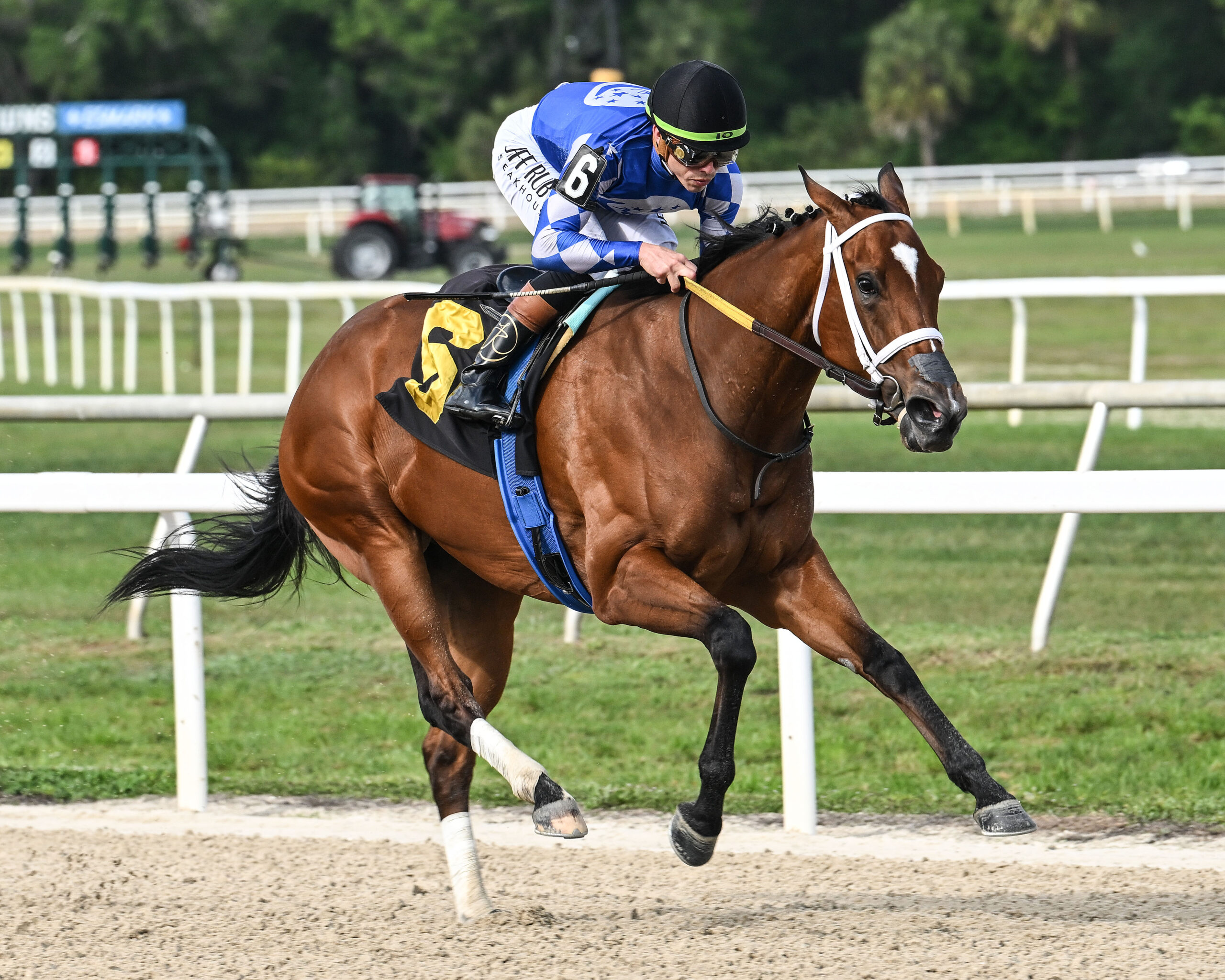 Florida-bred Thoroughbred Tessellate gallops to the wire at Tampa Bay Downs with jockey Edgard Zayas in the saddle during their win of the 2026 Gasparilla Stakes. (Photo: ©SV Photography)